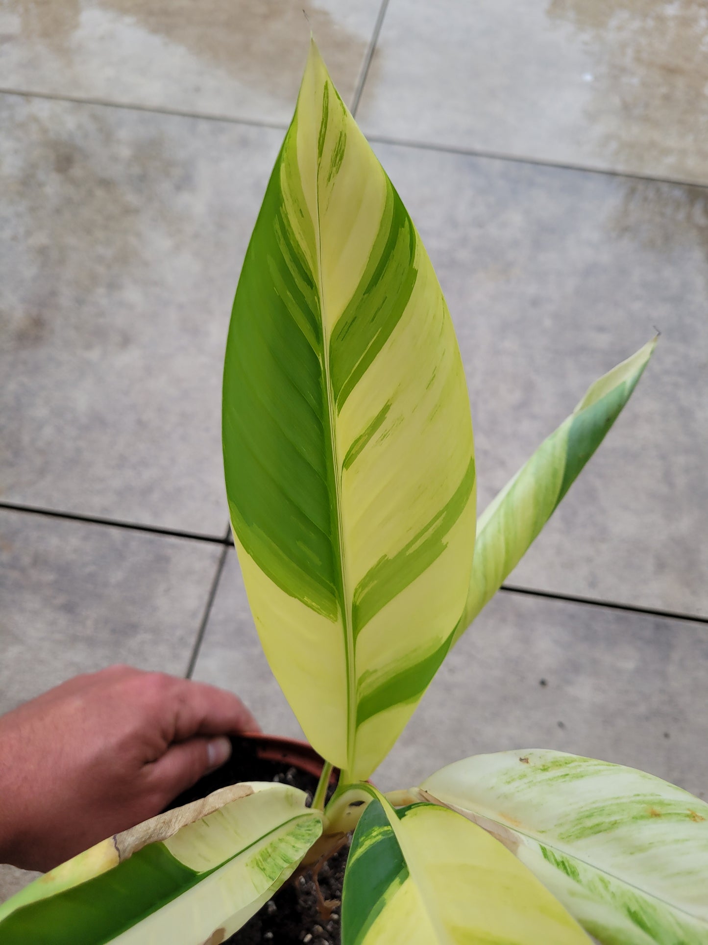 Musa papua Yellow Variegata