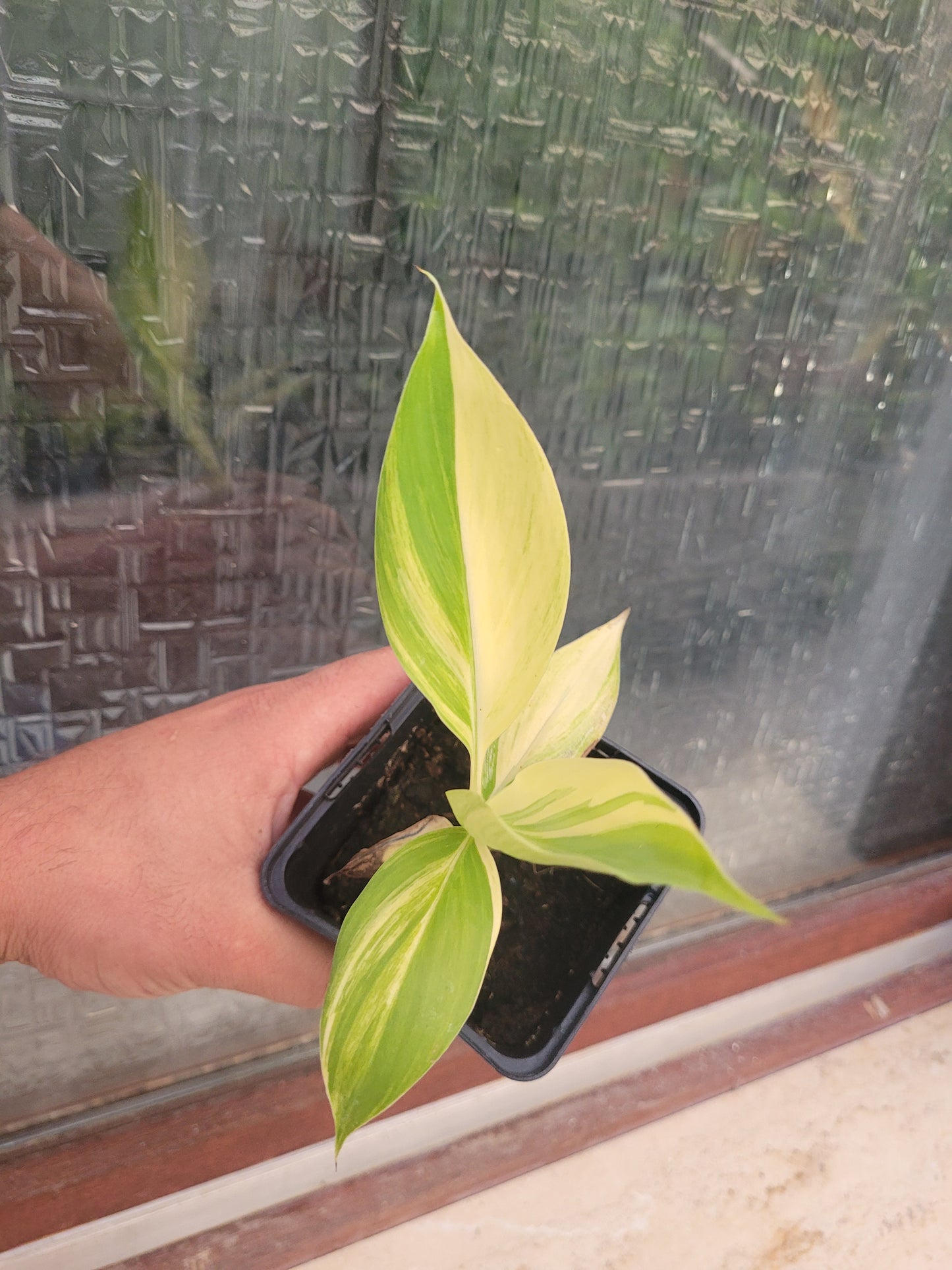 Musa acuminata Papua Yellow Variegata 10 Samen