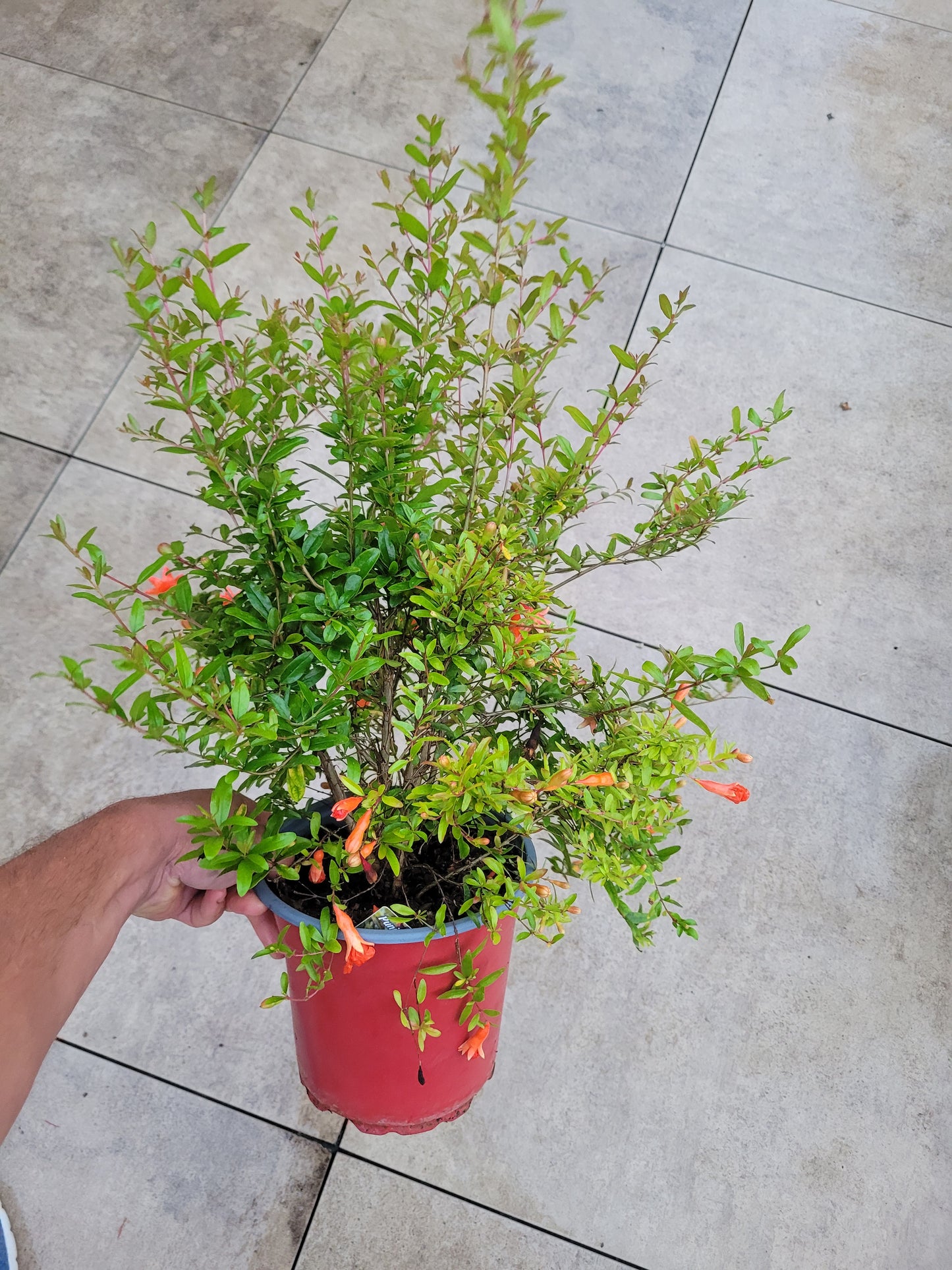 Punica granatum Nana XL