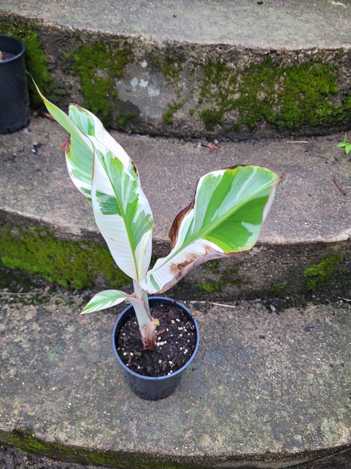 Musa Florida