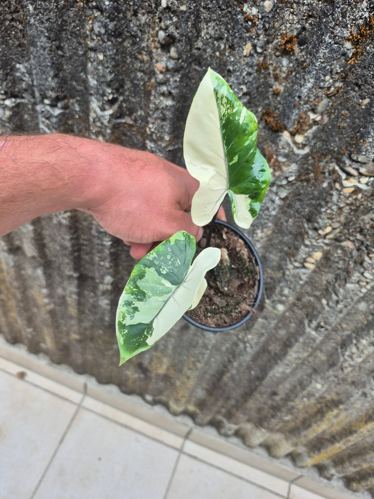 Alocasia Macrorrhizos Black Stem variegata