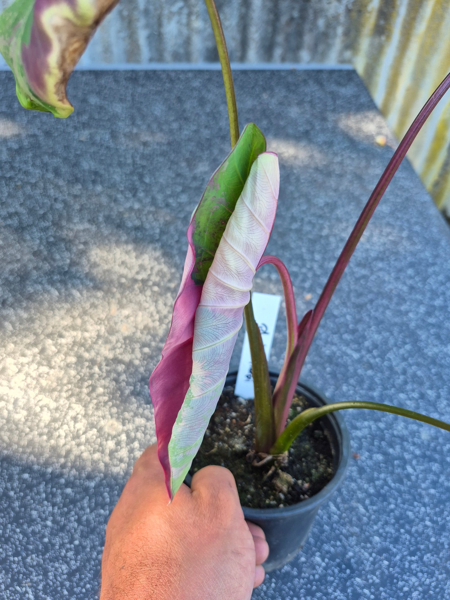 Colocasia Phet Phet Thai