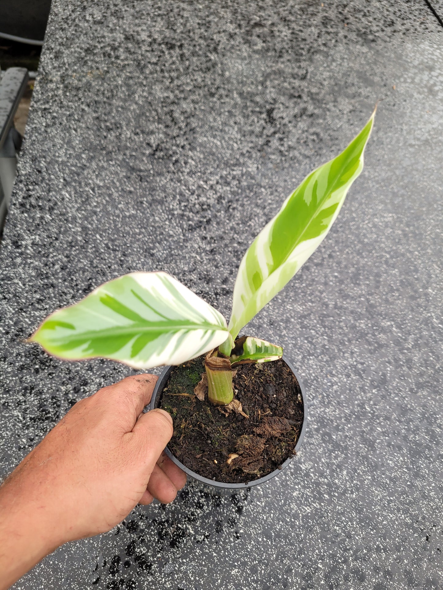Musa Florida