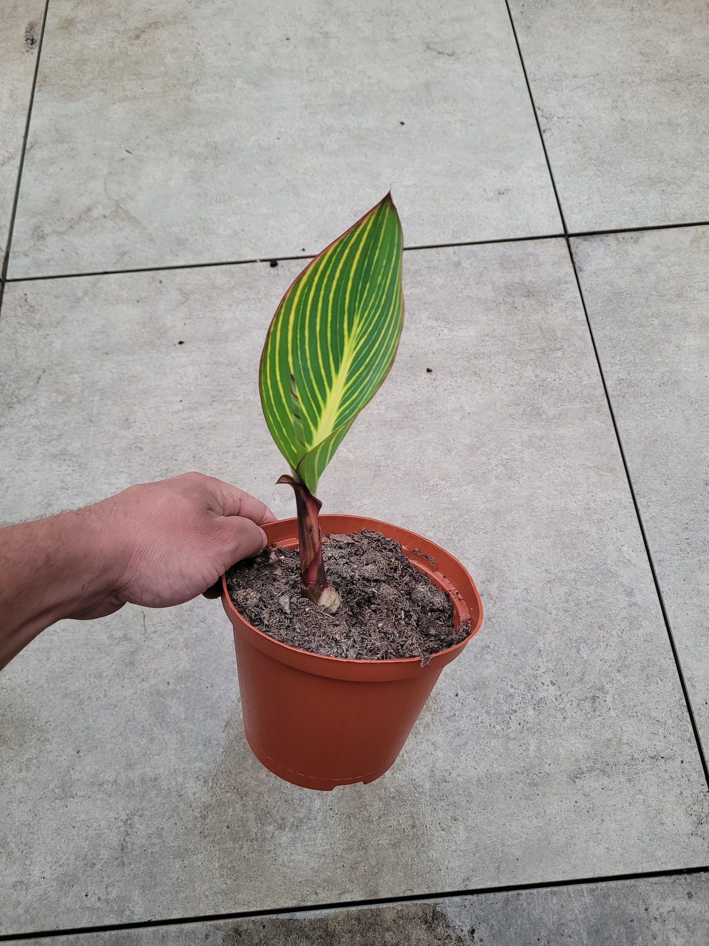 Canna Pretoria Pflanze