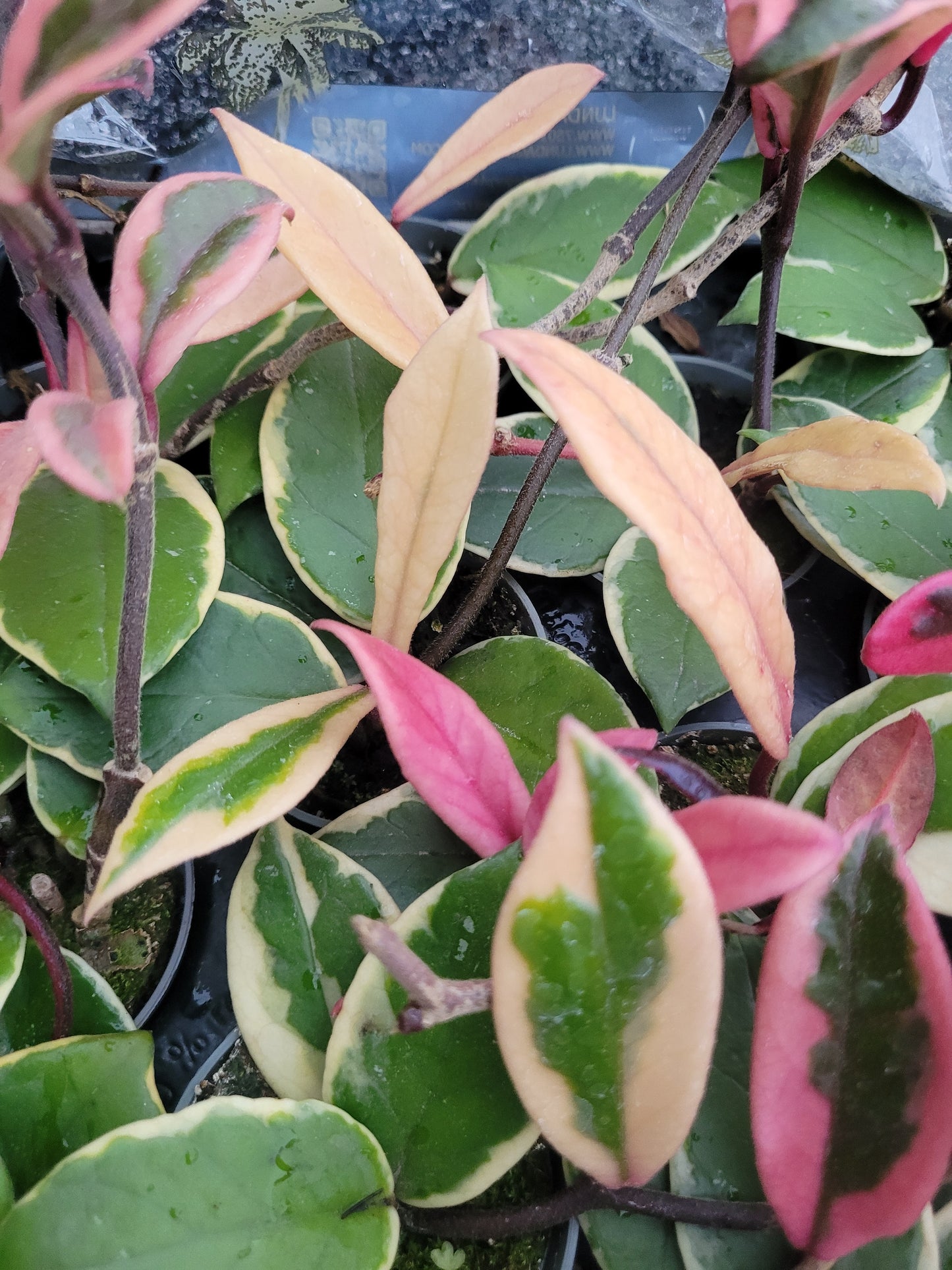 Hoya Flamingo Dream