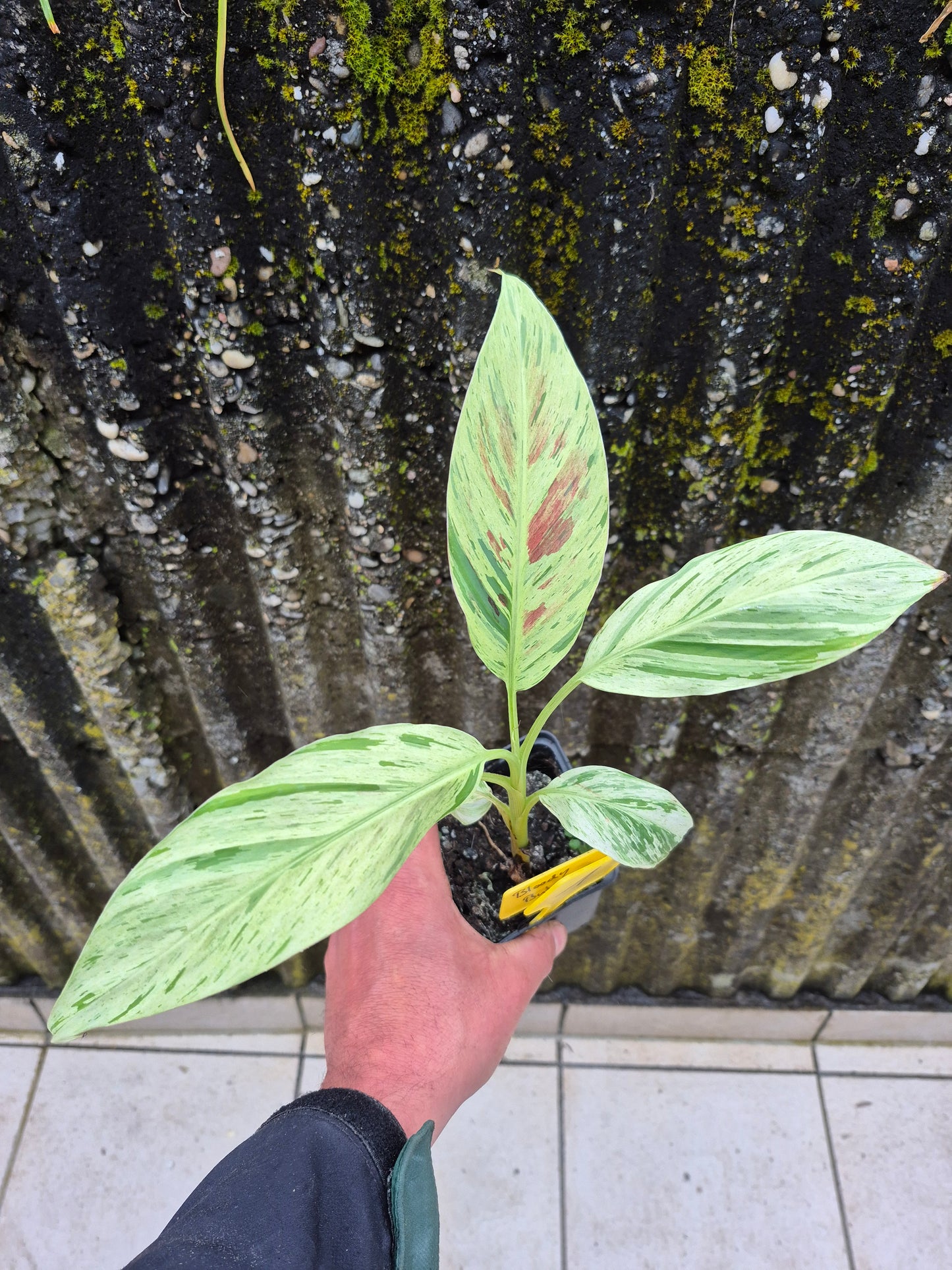 Musa acuminata Mint variegata
