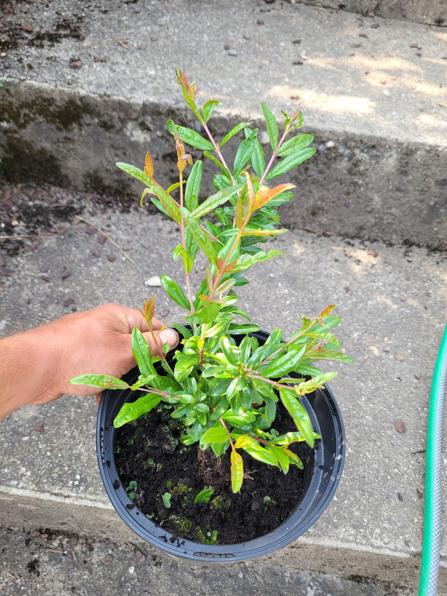 Punica granatum Winterhart