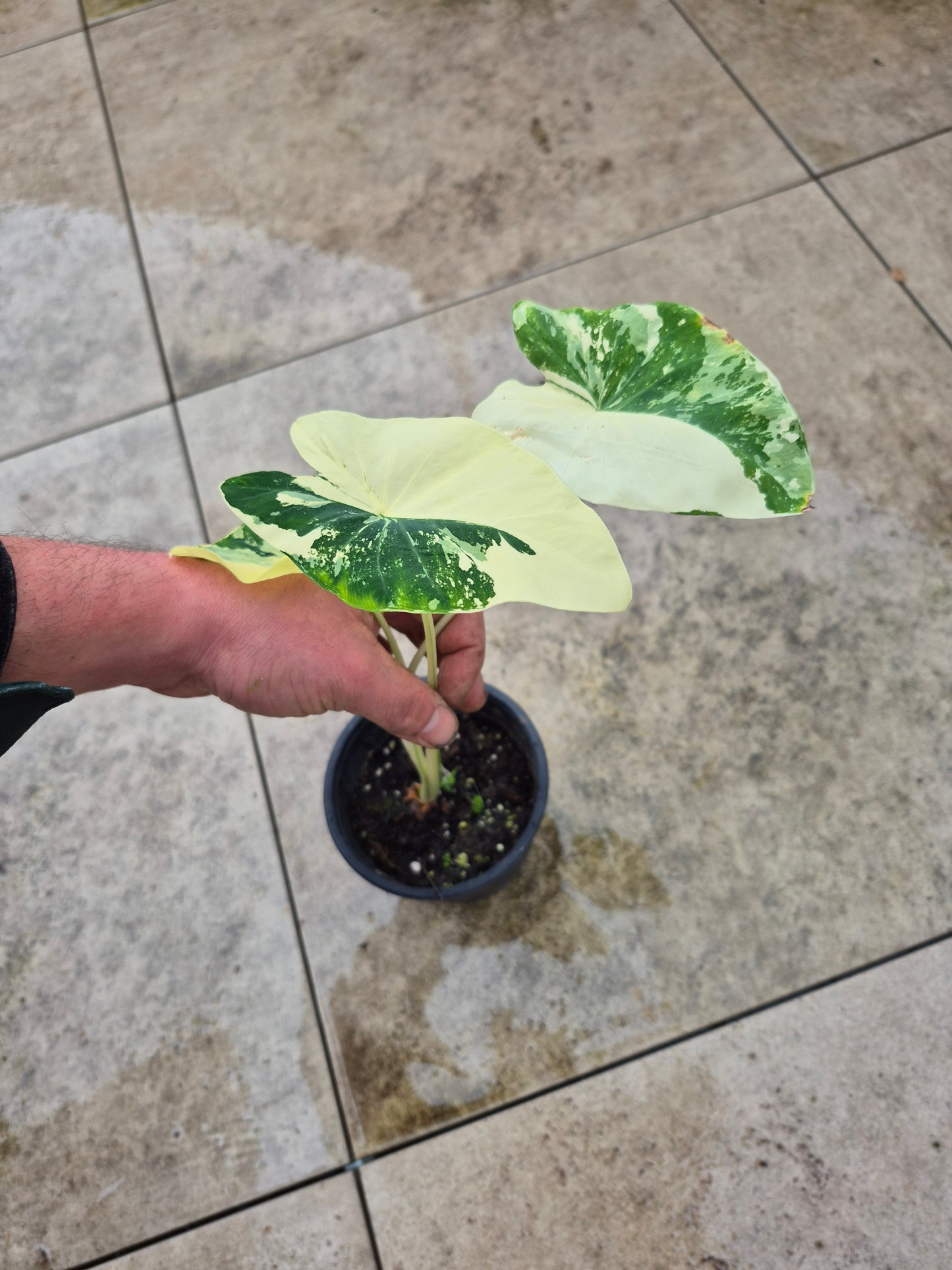 Colocasia variegata (Kwoh Pha-Yak)