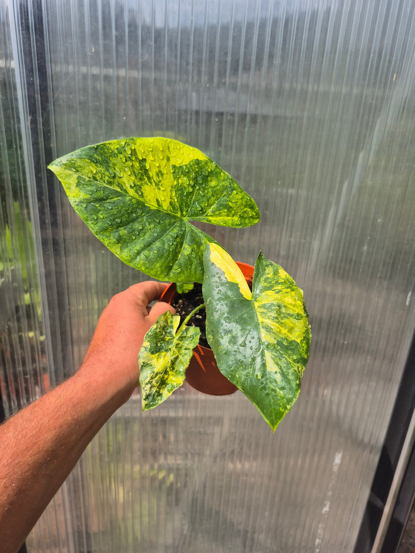 Alocasia Macrorrhizos Aurea variegata