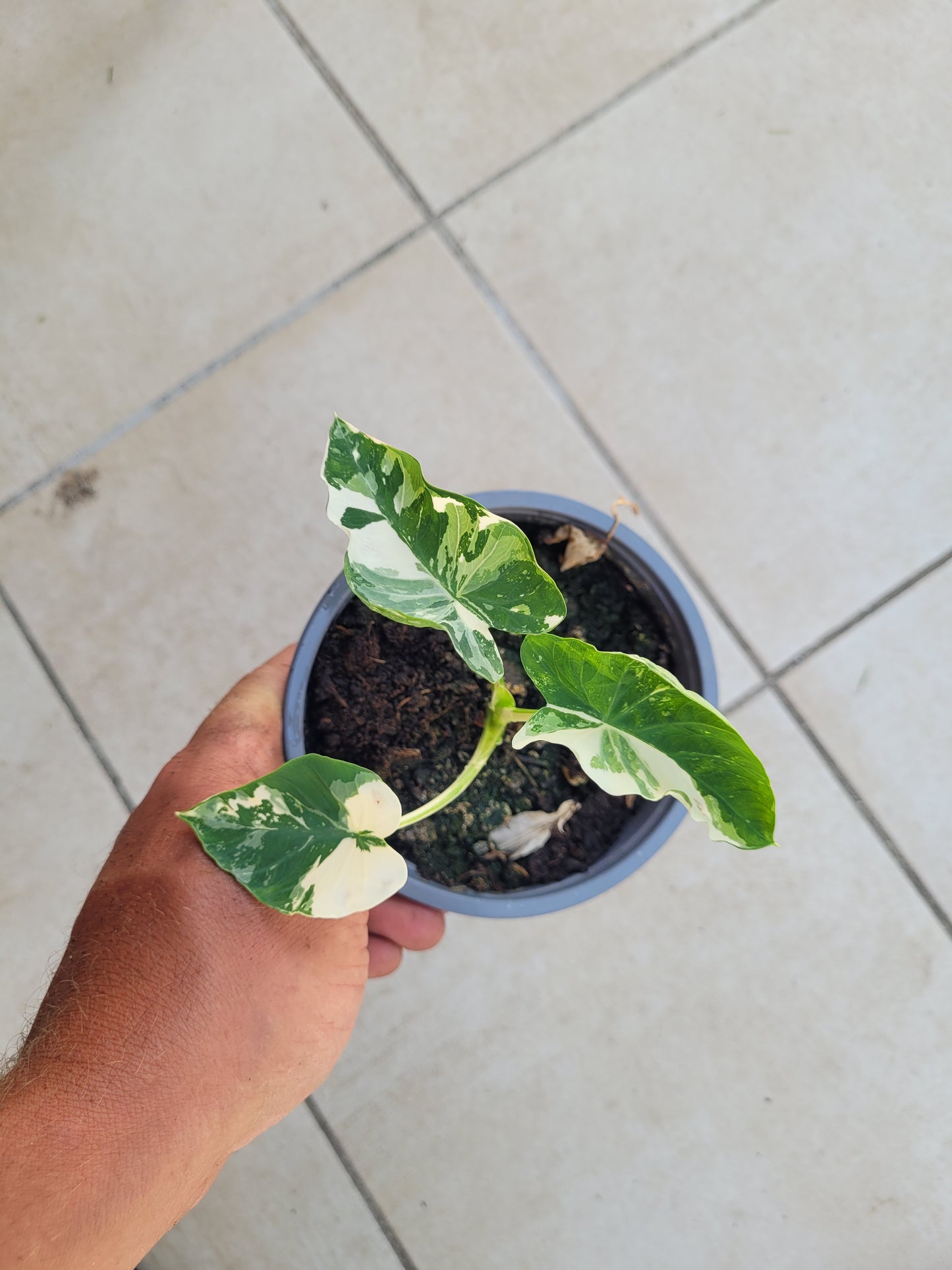 Colocasia variegata (Kwoh Pha-Yak)