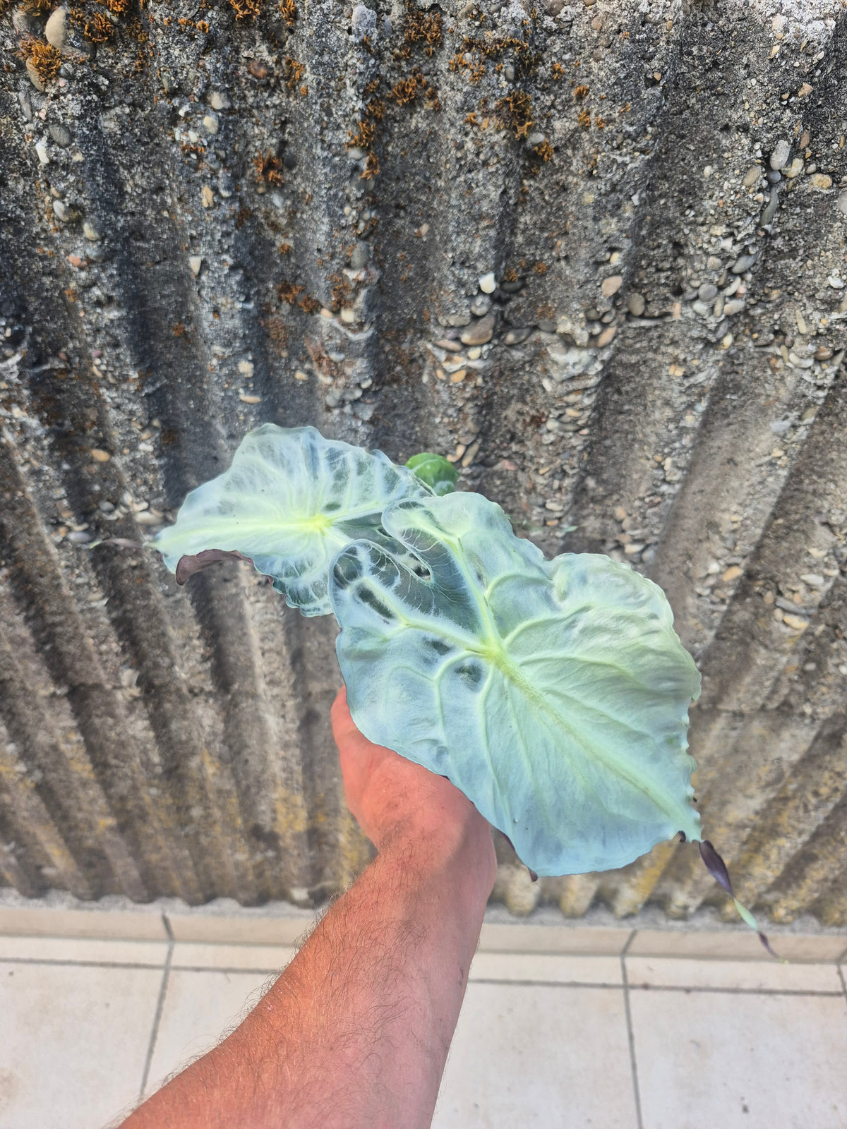 Alocasia Venom XL Pflanze 1