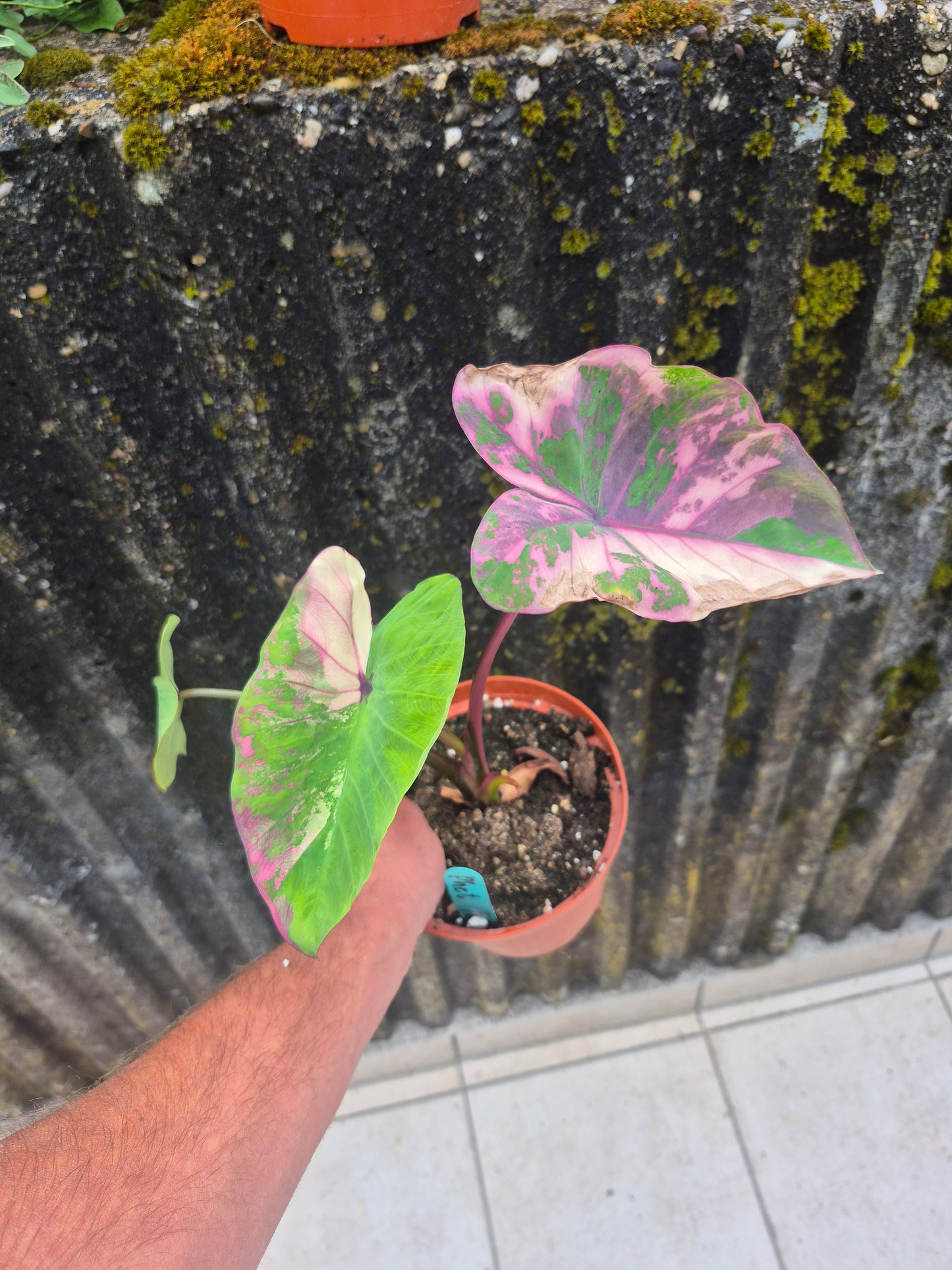 Colocasia Phet Phet Thai