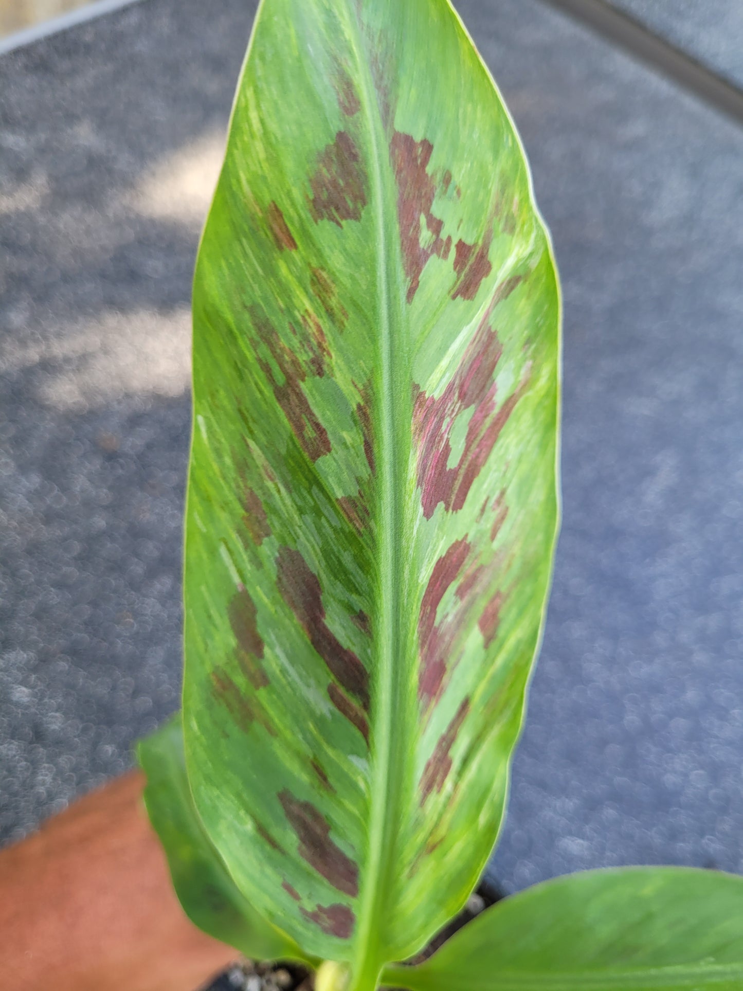 Musa Satoon variegata