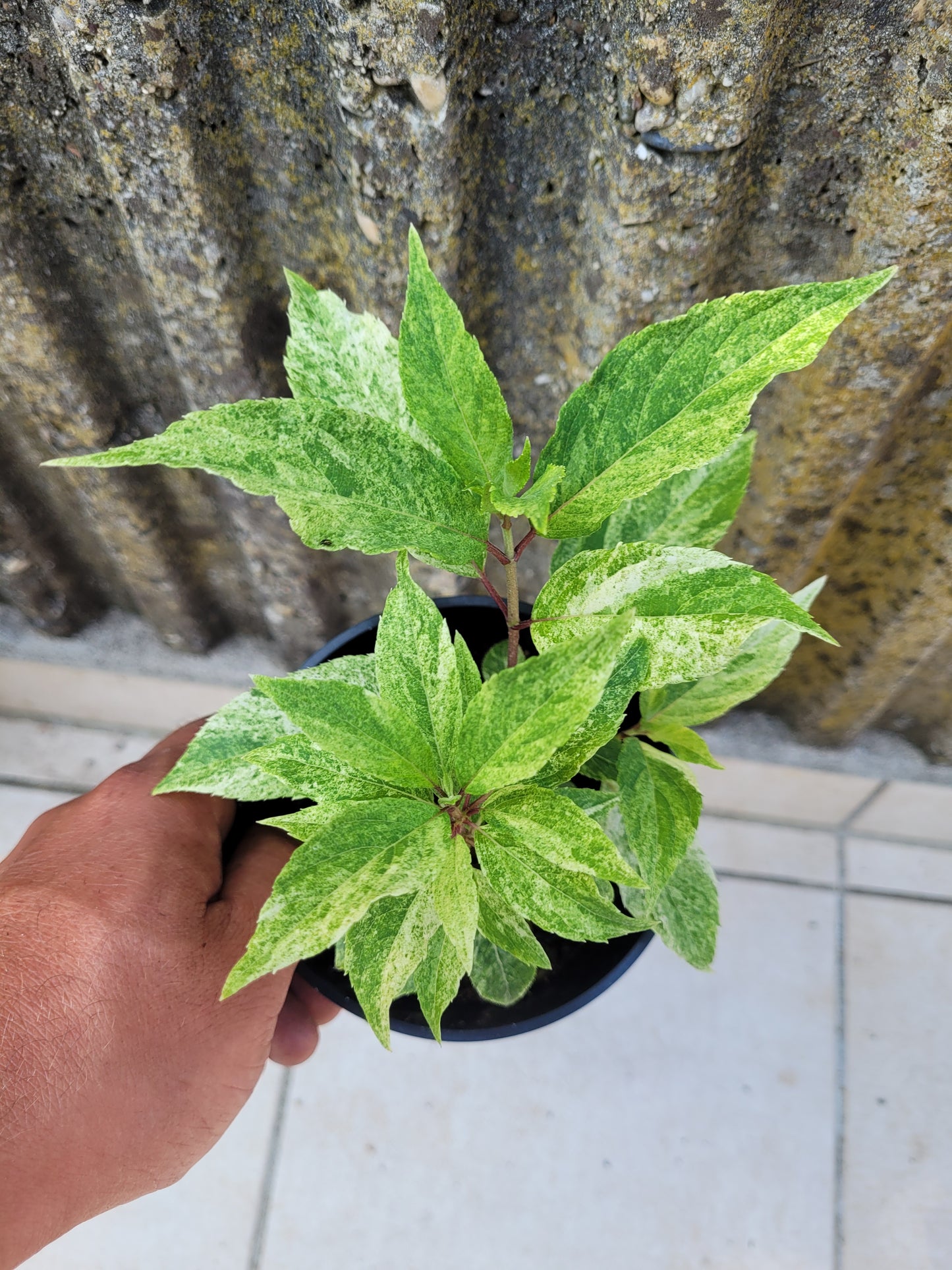 Hydrangea paniculata variegata