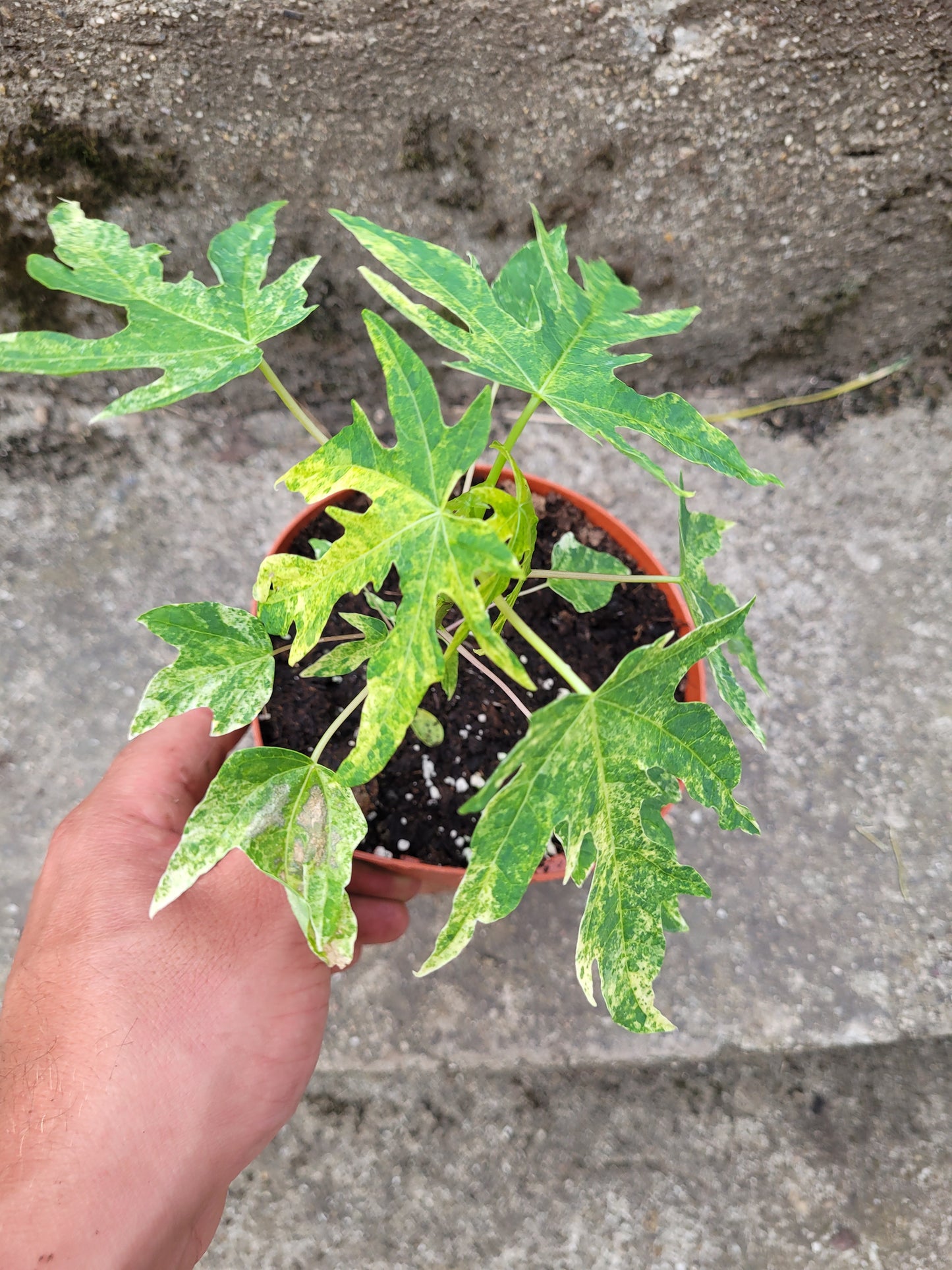Papaya variegata (Carica papaya)