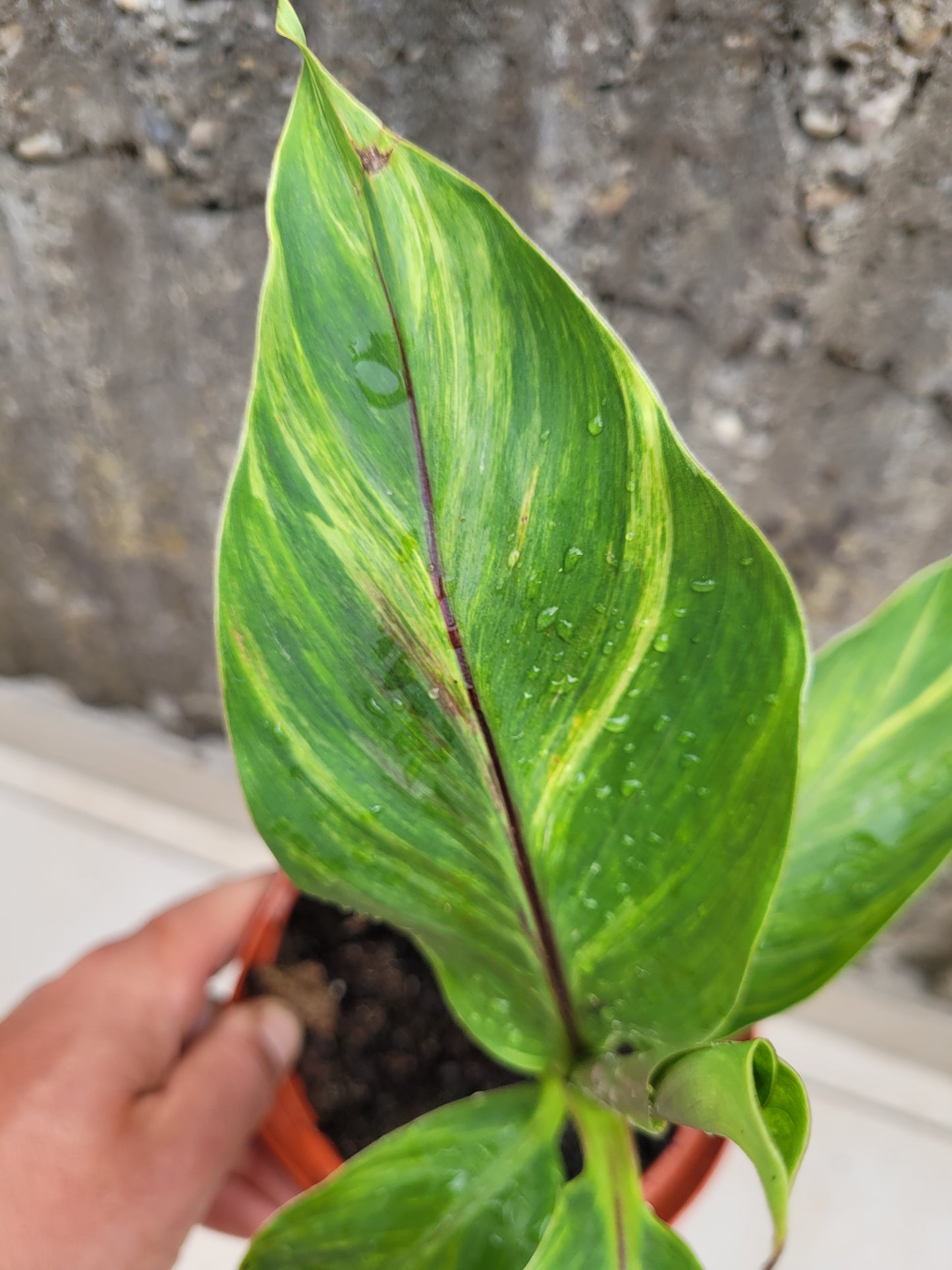 Musa sikkimensis variegata