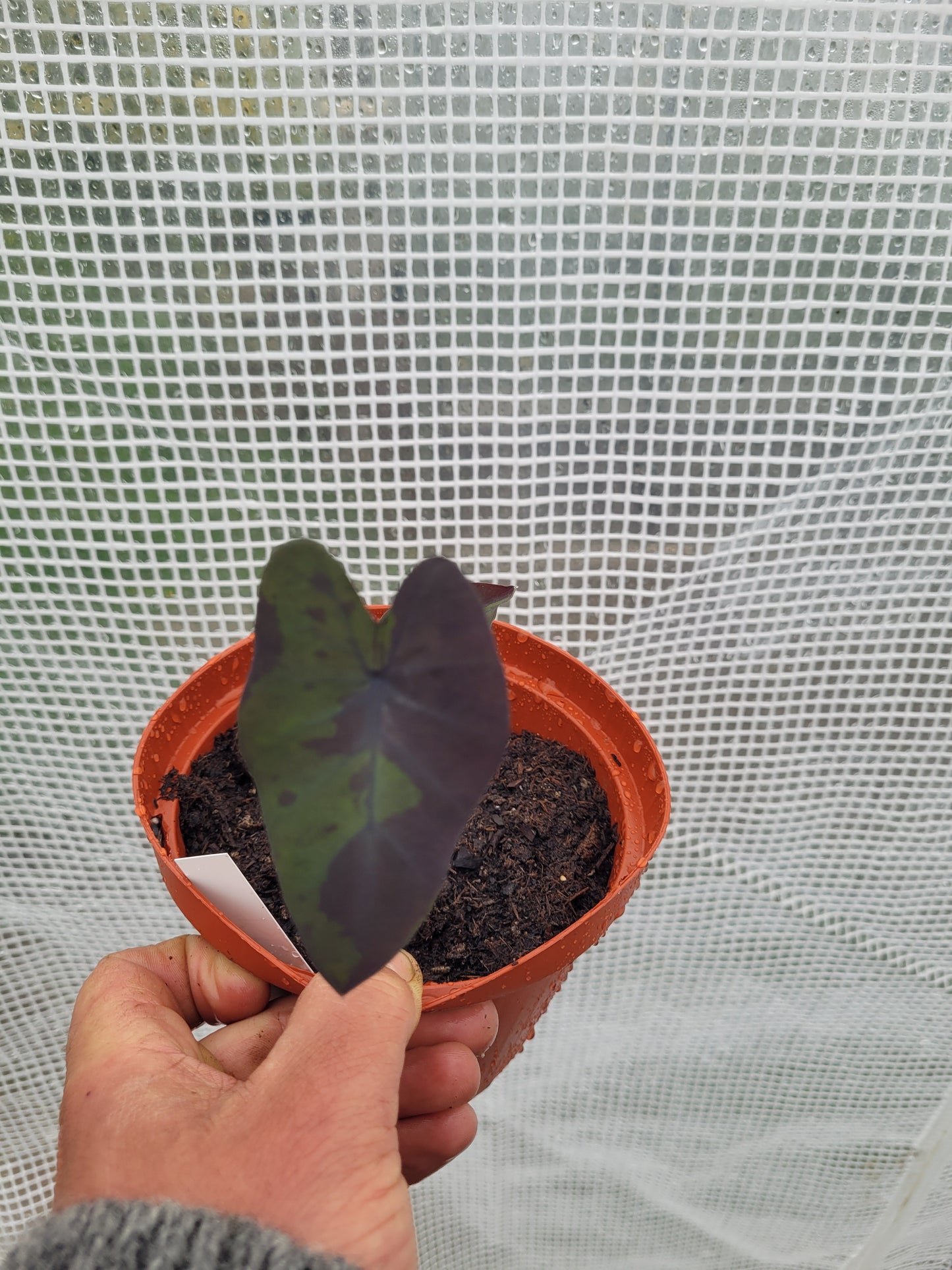 Colocasia Black Marble