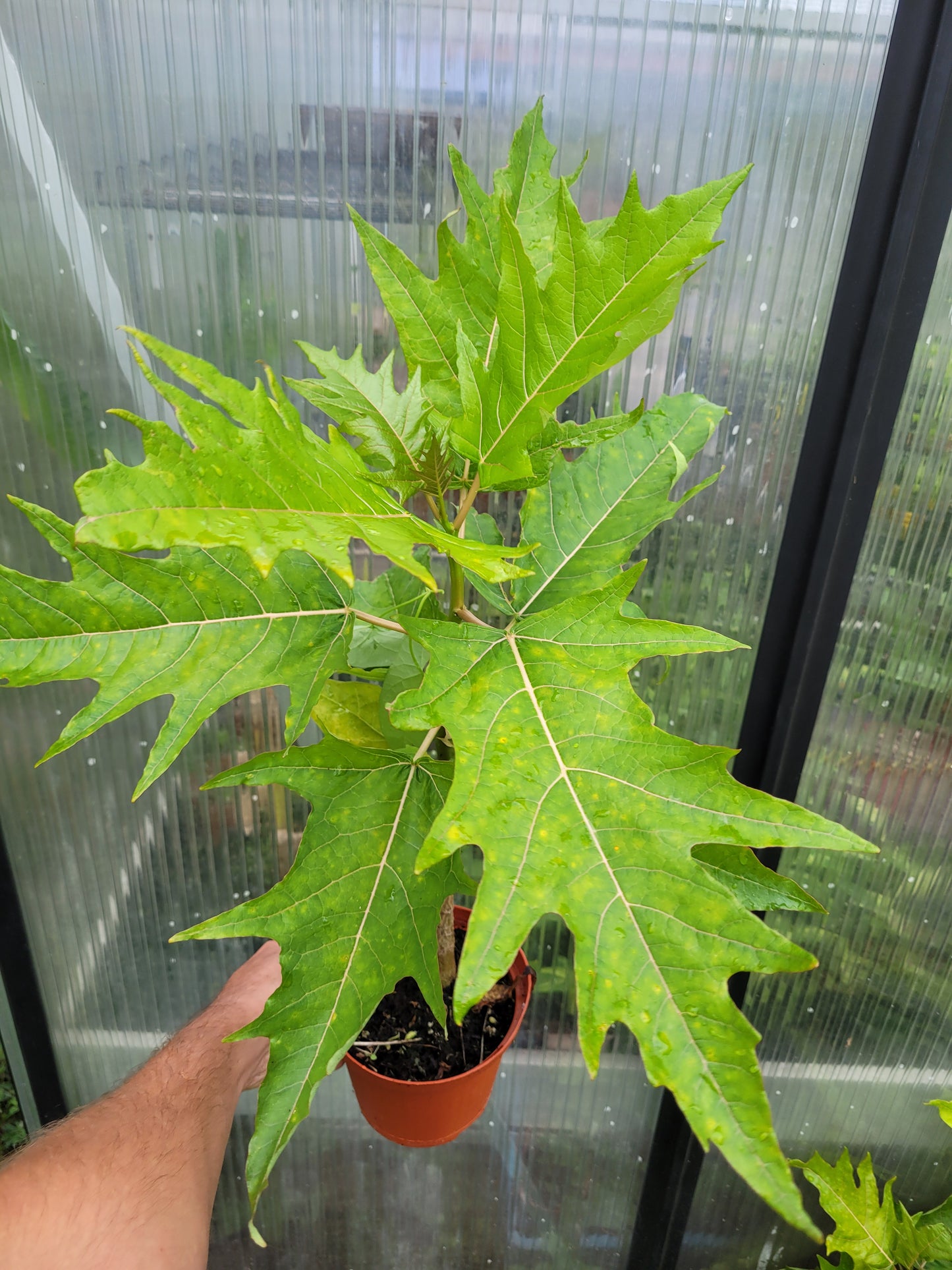 Eichblattpapaya Vasconeceallea quercifolia 1 Pflanze