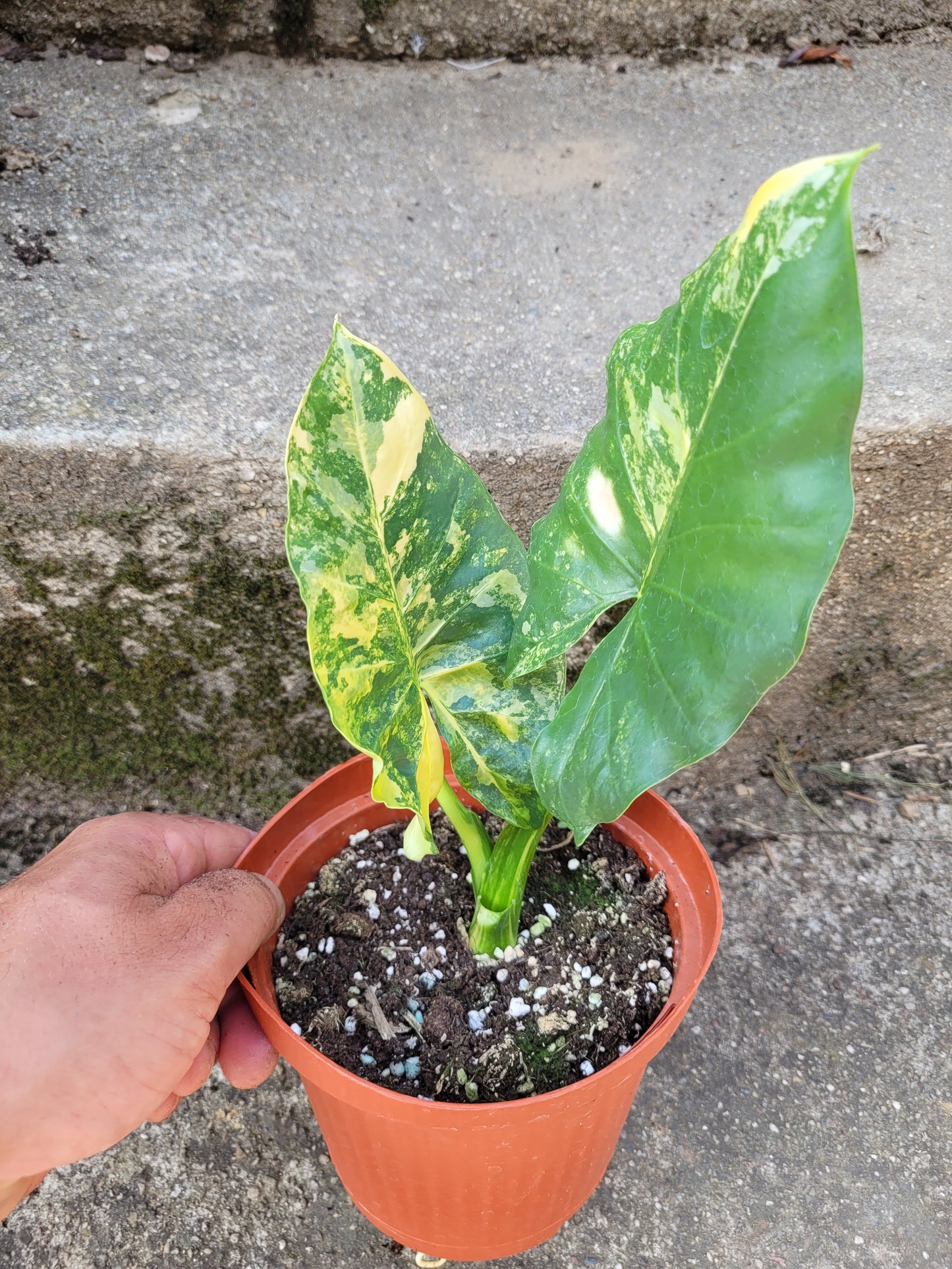 Alocasia Macrorrhizos Aurea variegata