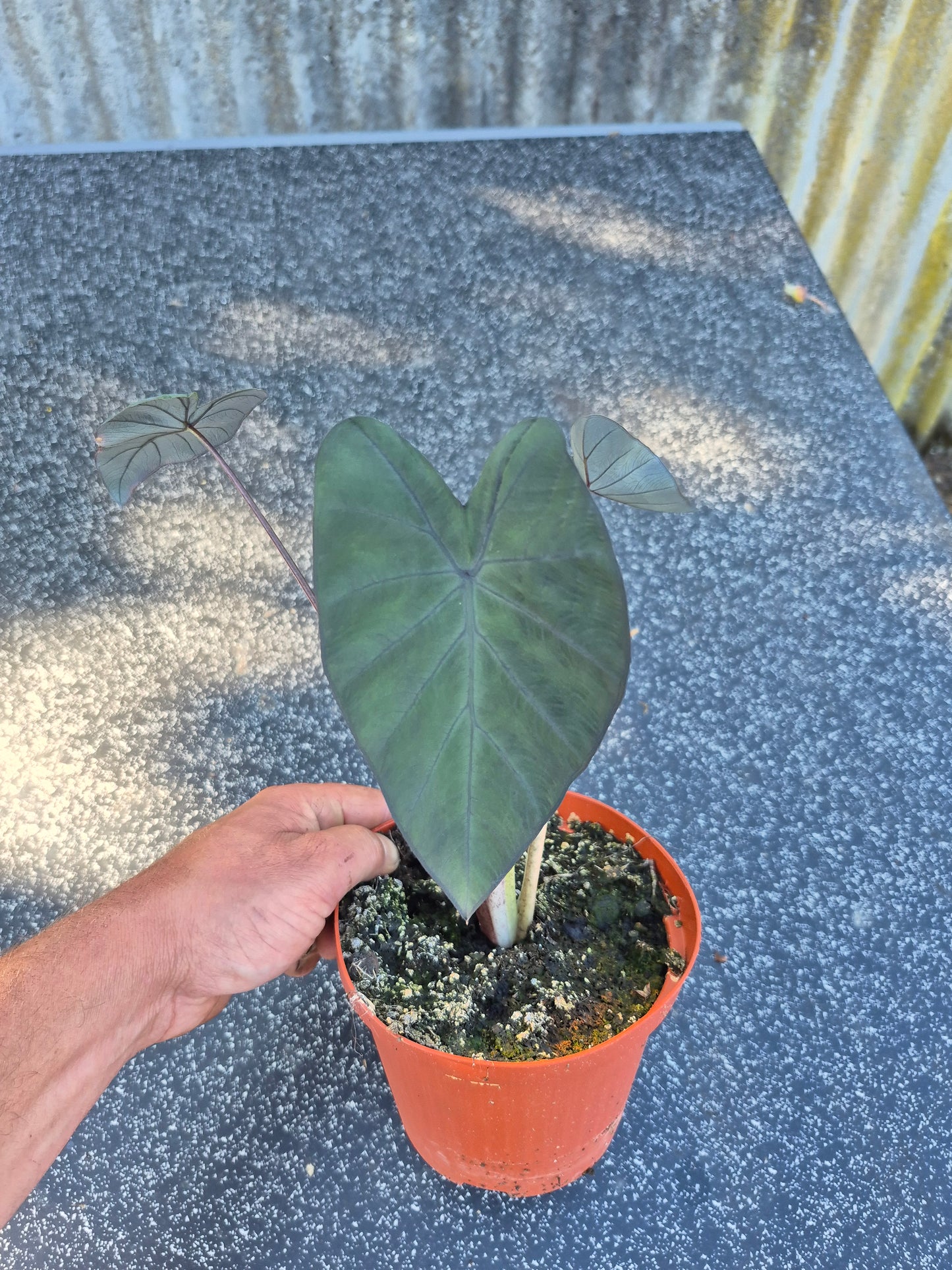 Colocasia Black Marble