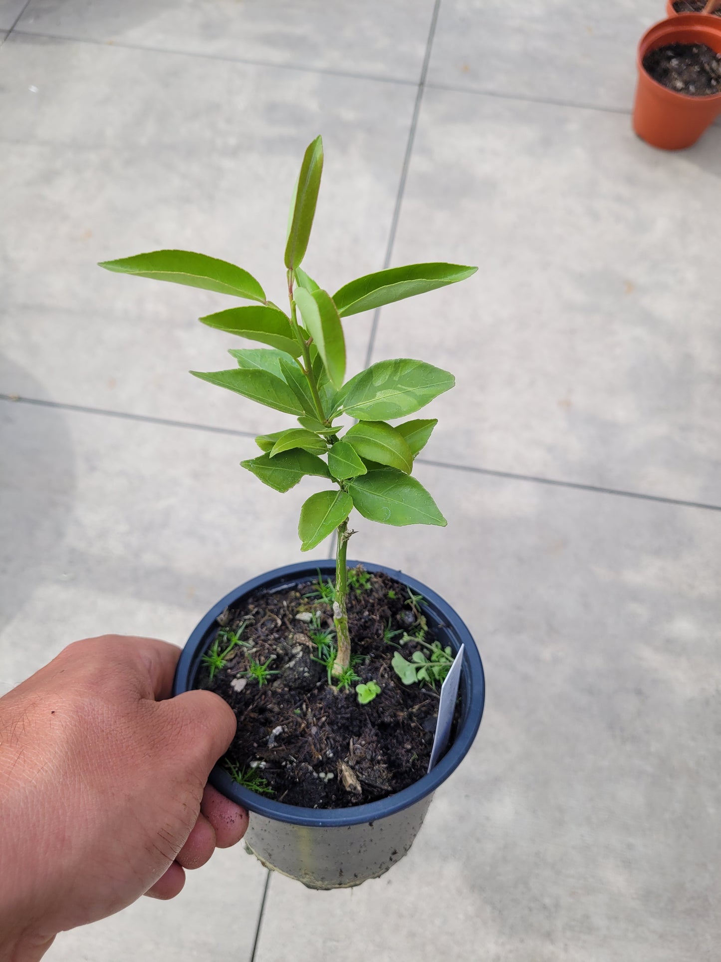 Citrus Sudachi Seedless