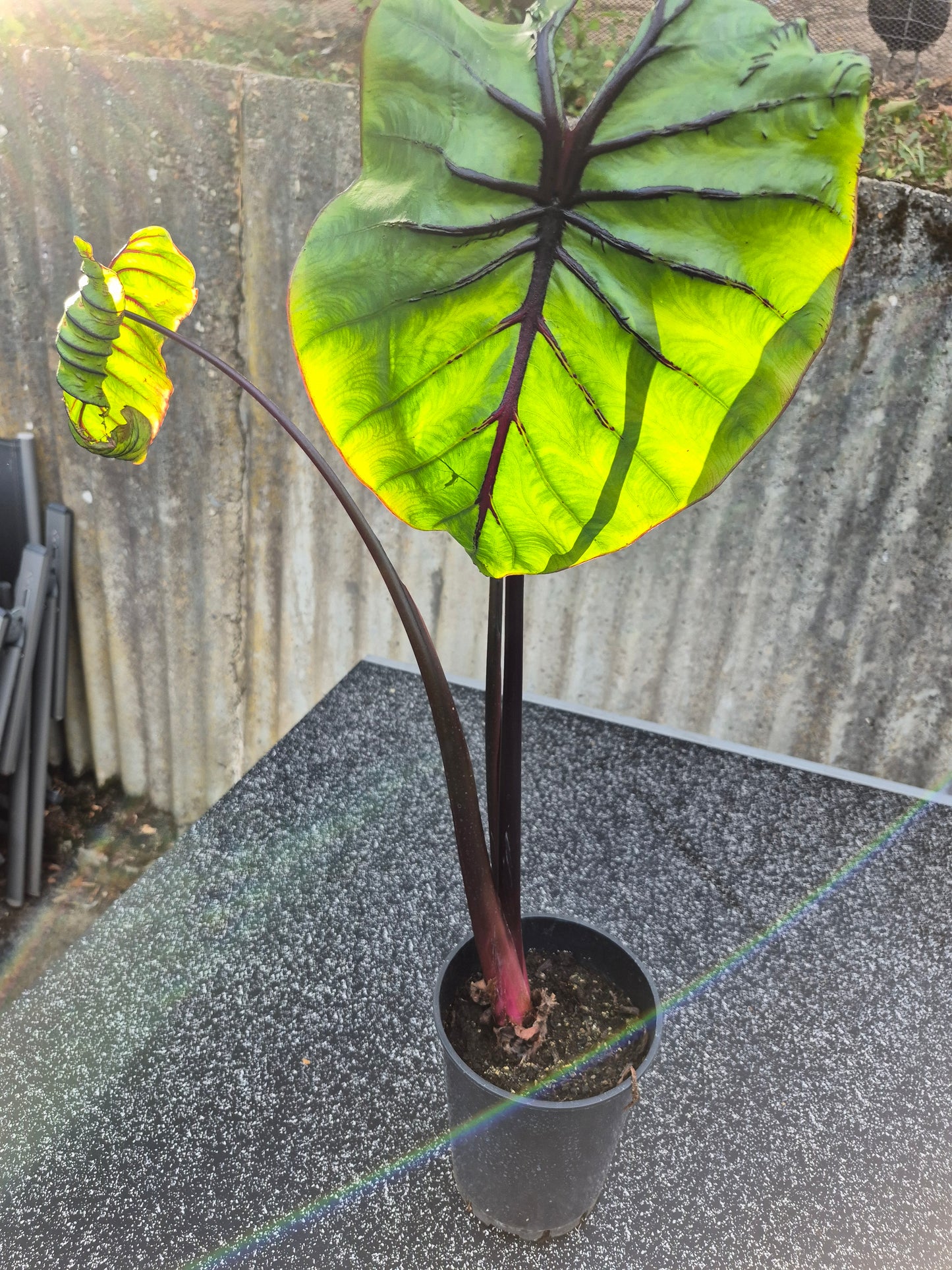 Colocasia PM