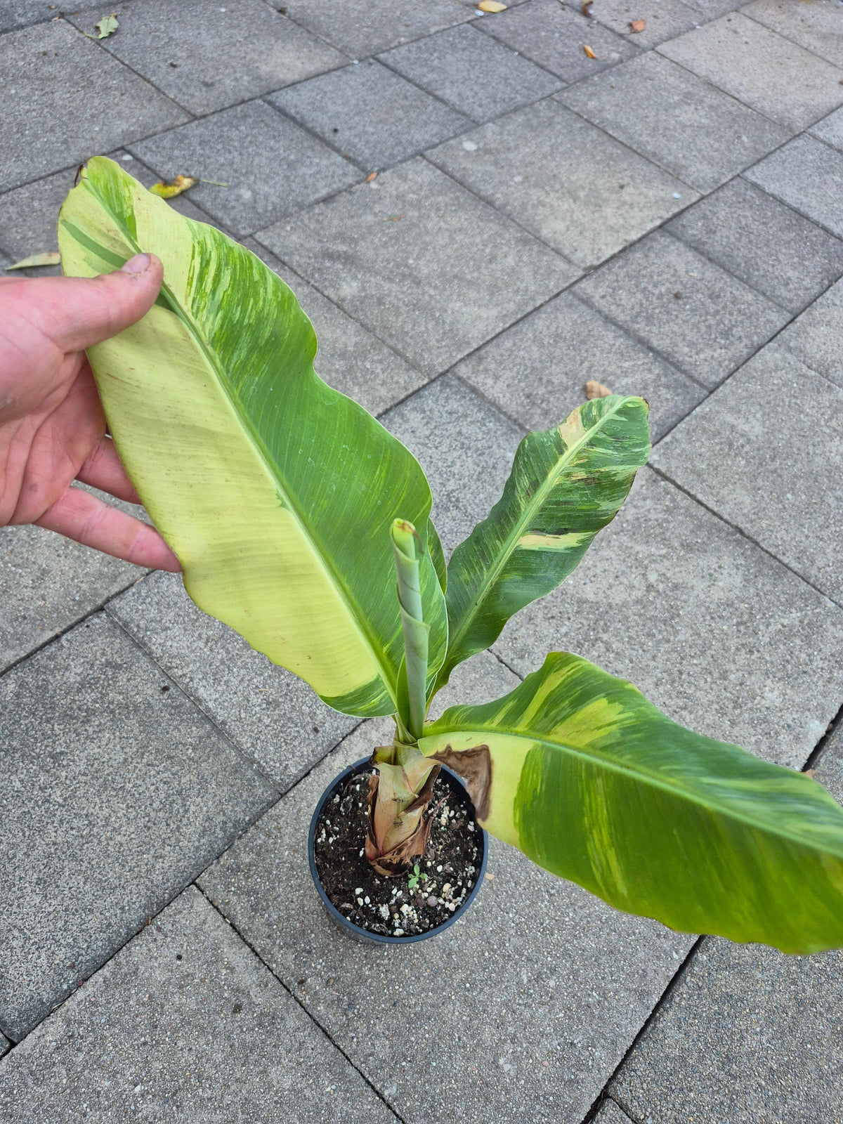 Musa Cavendish Variegata