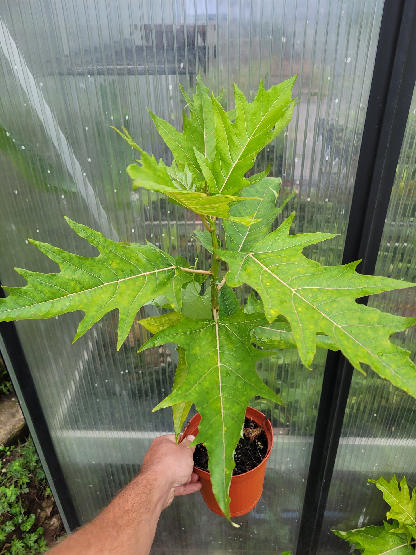 Eichblattpapaya Vasconeceallea quercifolia 1 Pflanze