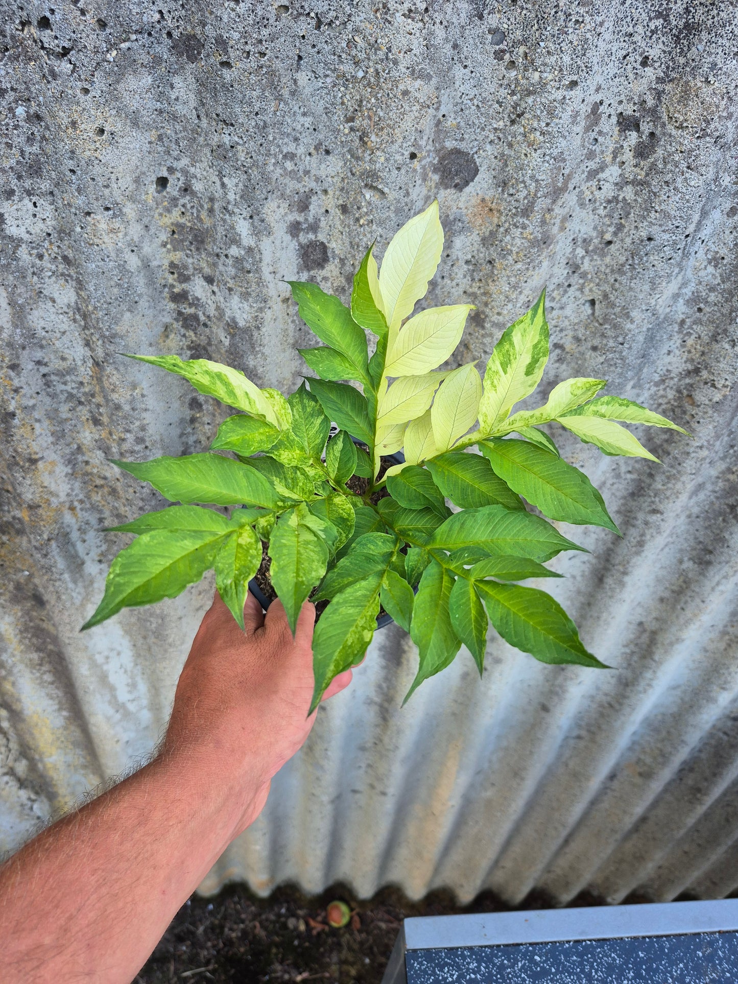 Amorphophallus konjac Variegata