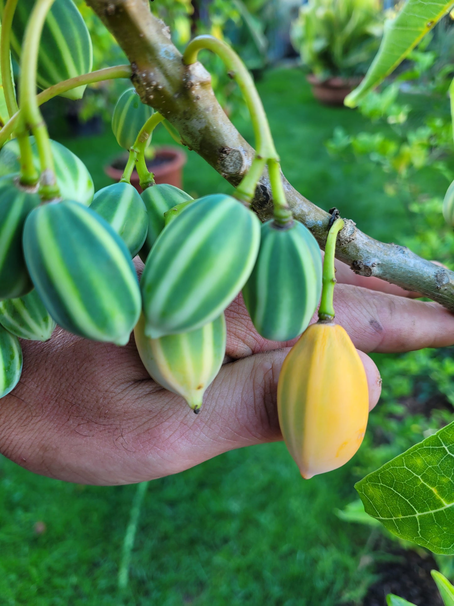 Eichblattpapaya 10 Samen