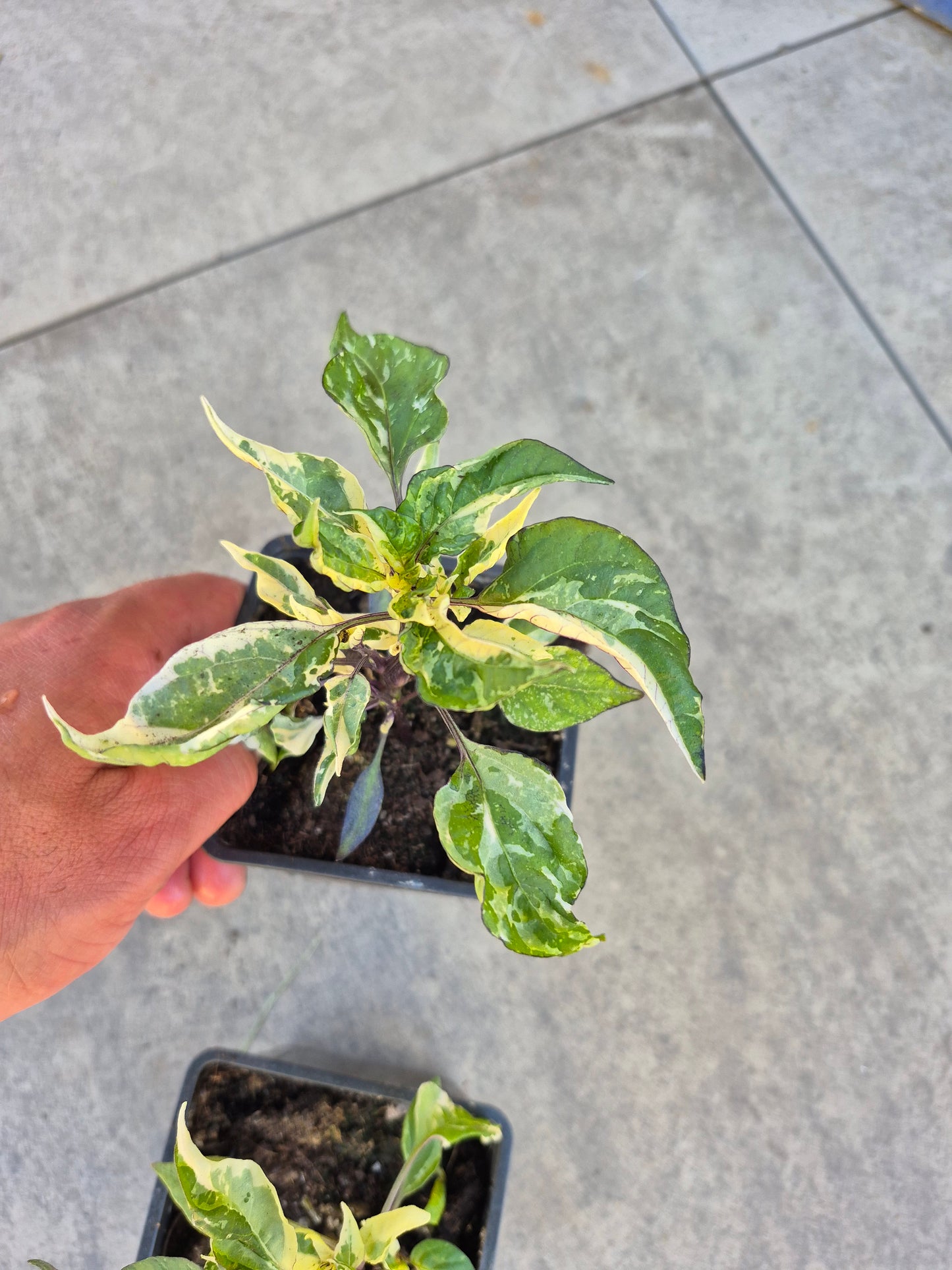 Chilli Variegata Trifetti
