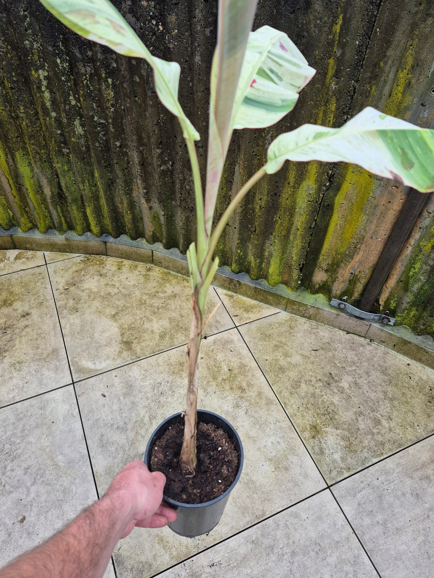 Musa acuminata Mint tricolor variegata