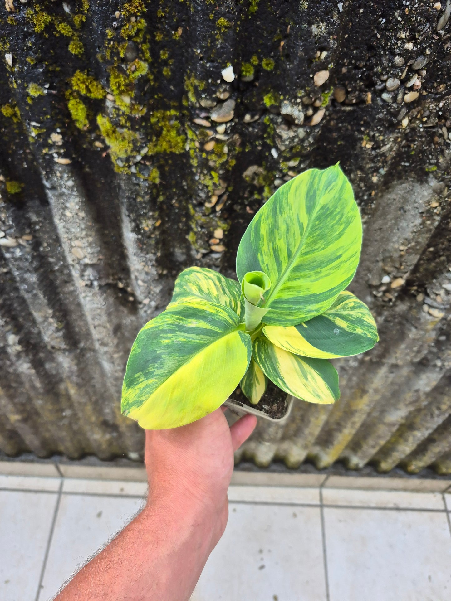 Musa dwarf cavedish variegata 1