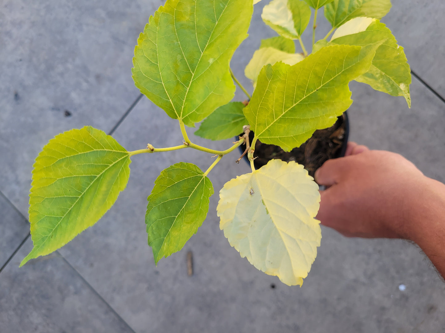 Morus alba variegata