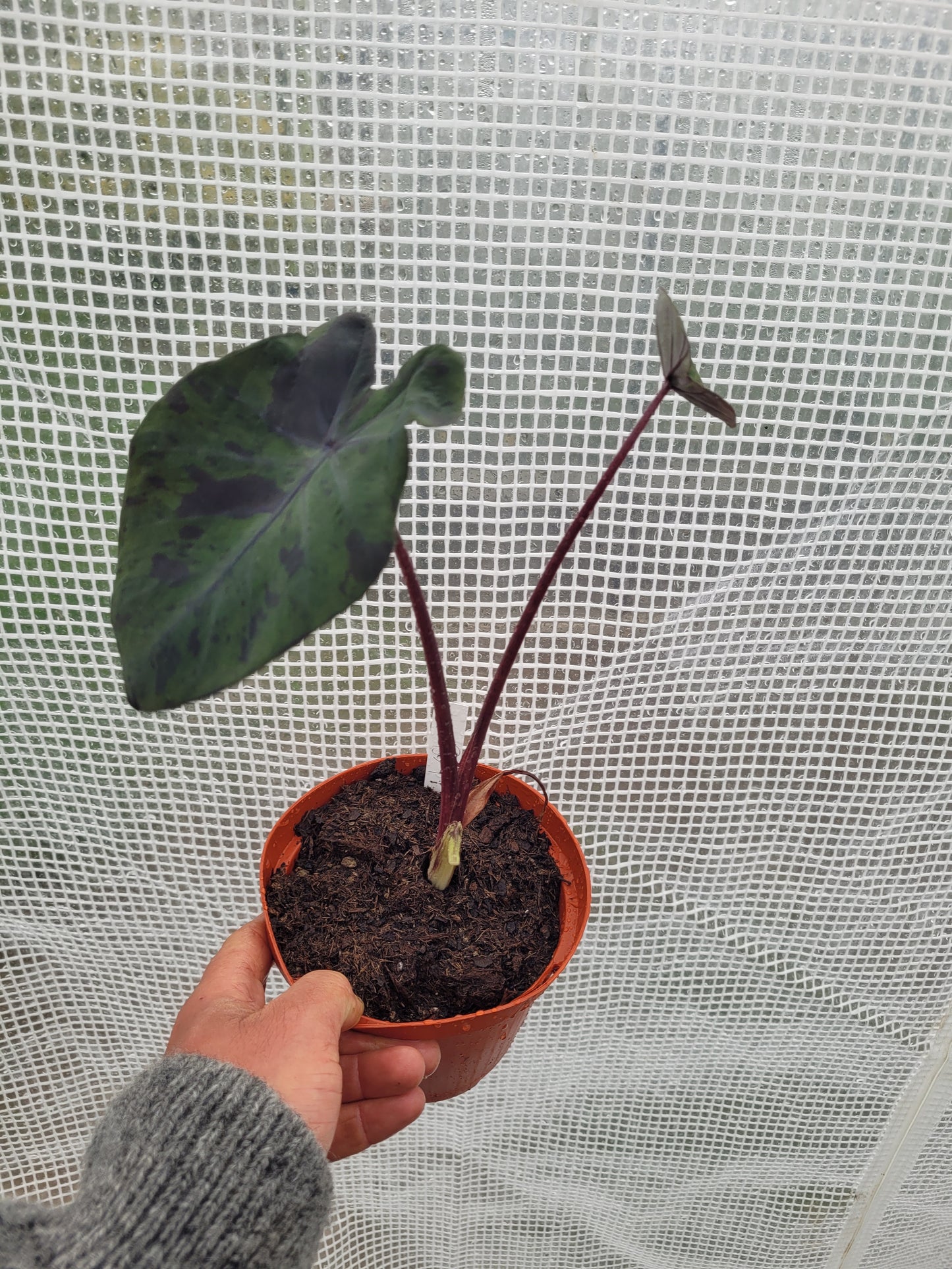 Colocasia Black Marble