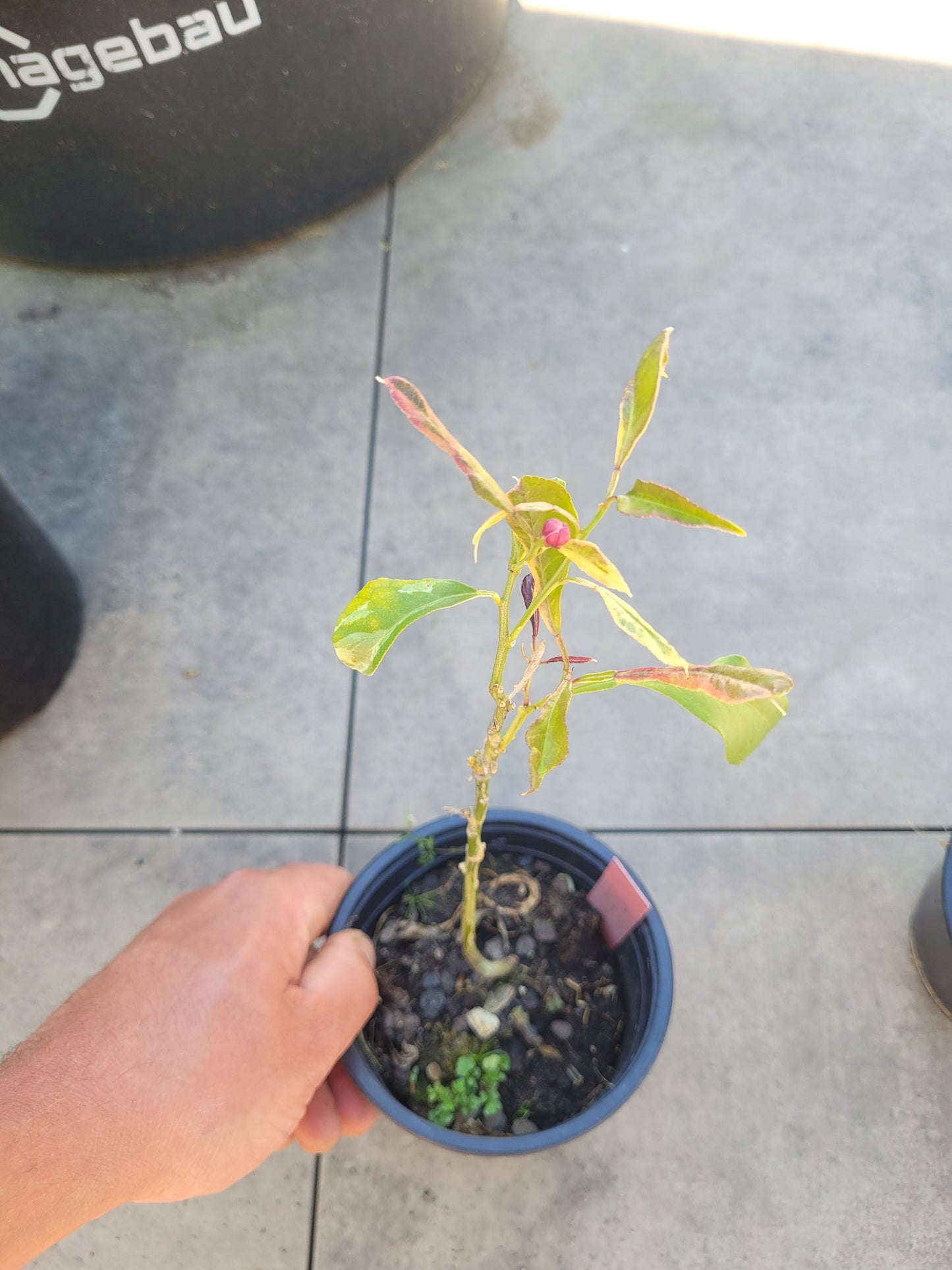 Citrus bizarria variegata