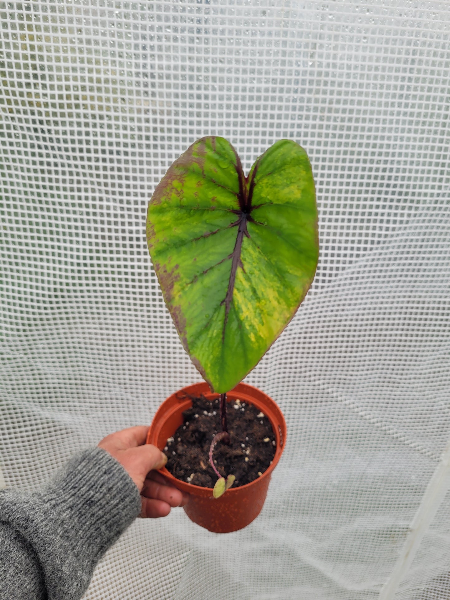 Colocasia PM Variegata