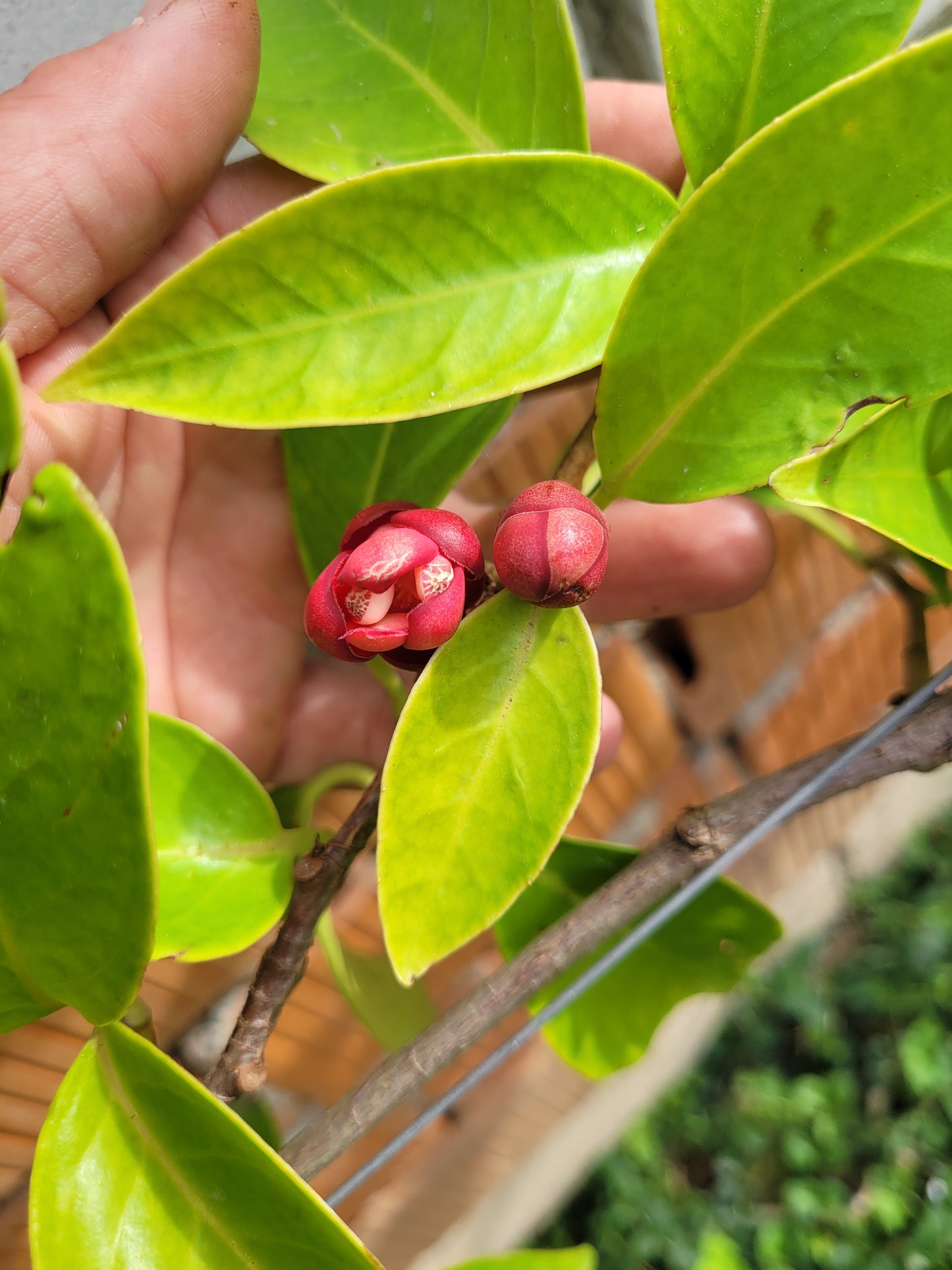Kadsura coccinea
