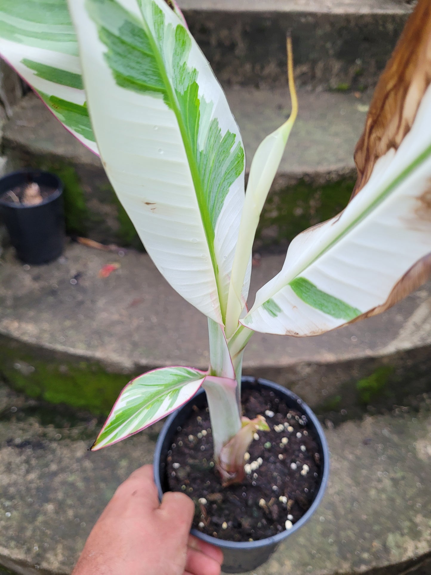 Musa Florida