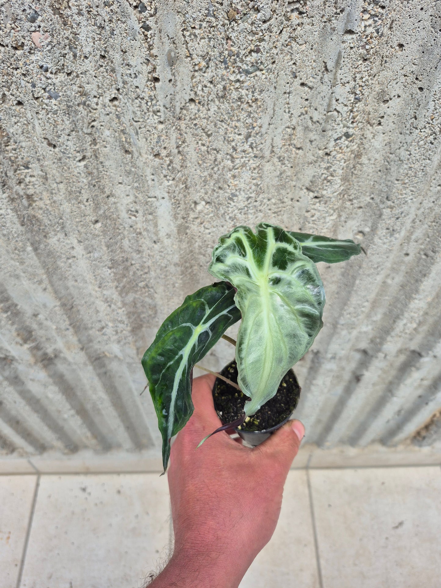 Alocasia Venom 1