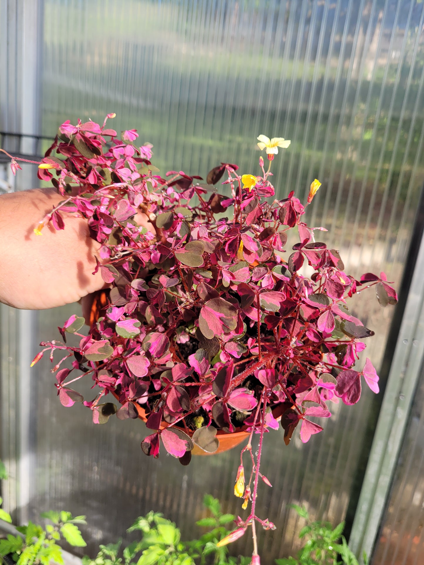 Oxalis Plum crazy