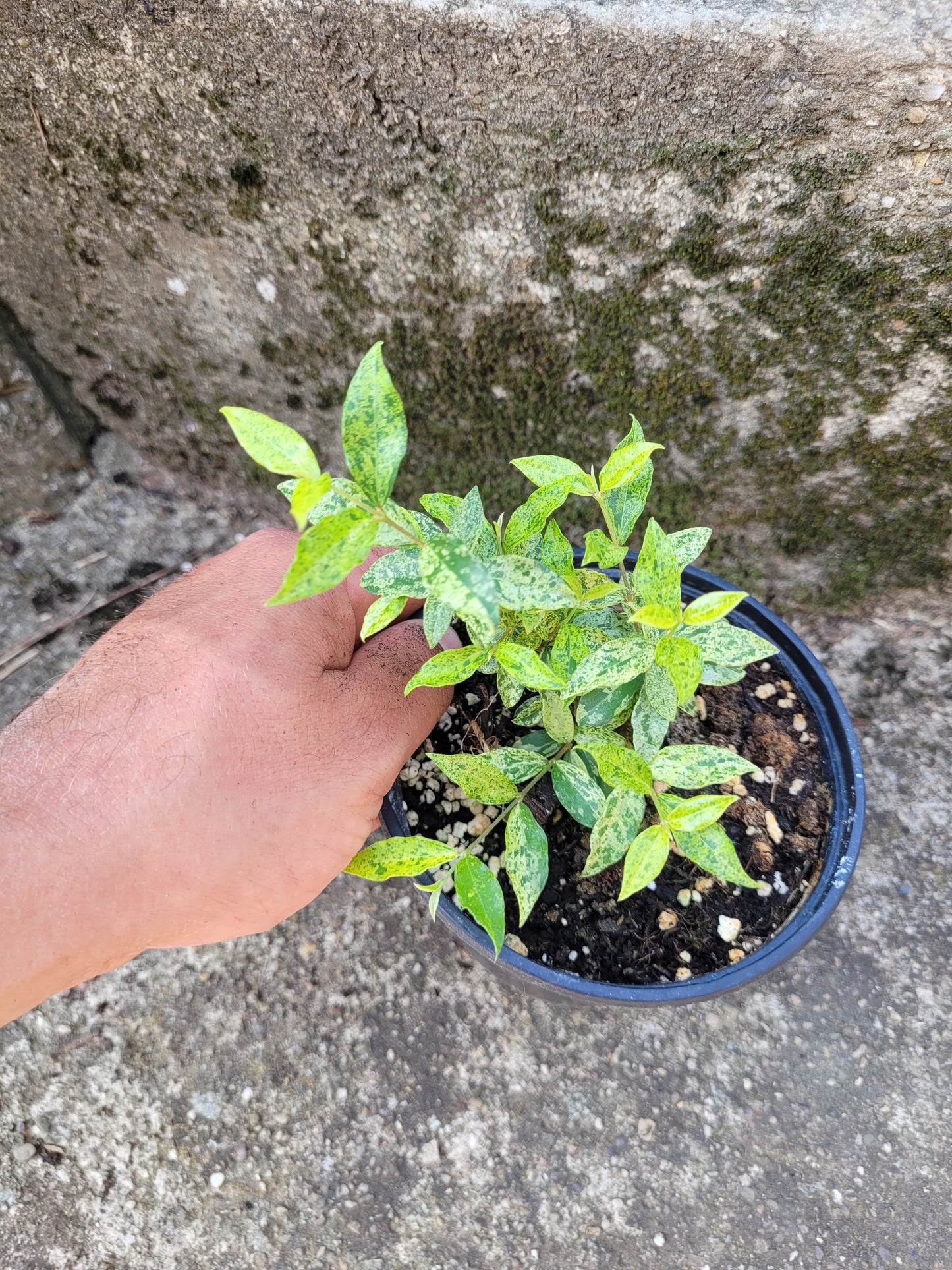 Acerola variegata
