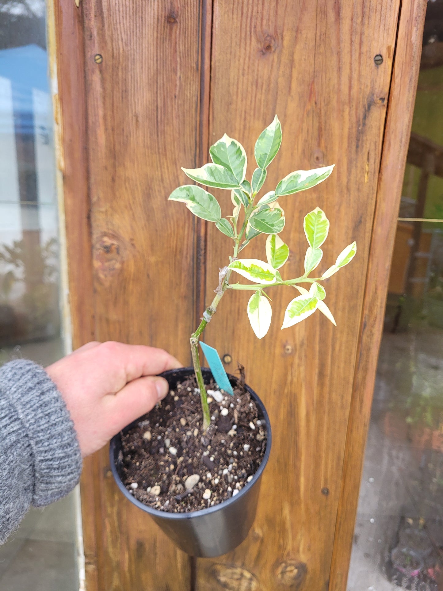 Citrus maxima variegata