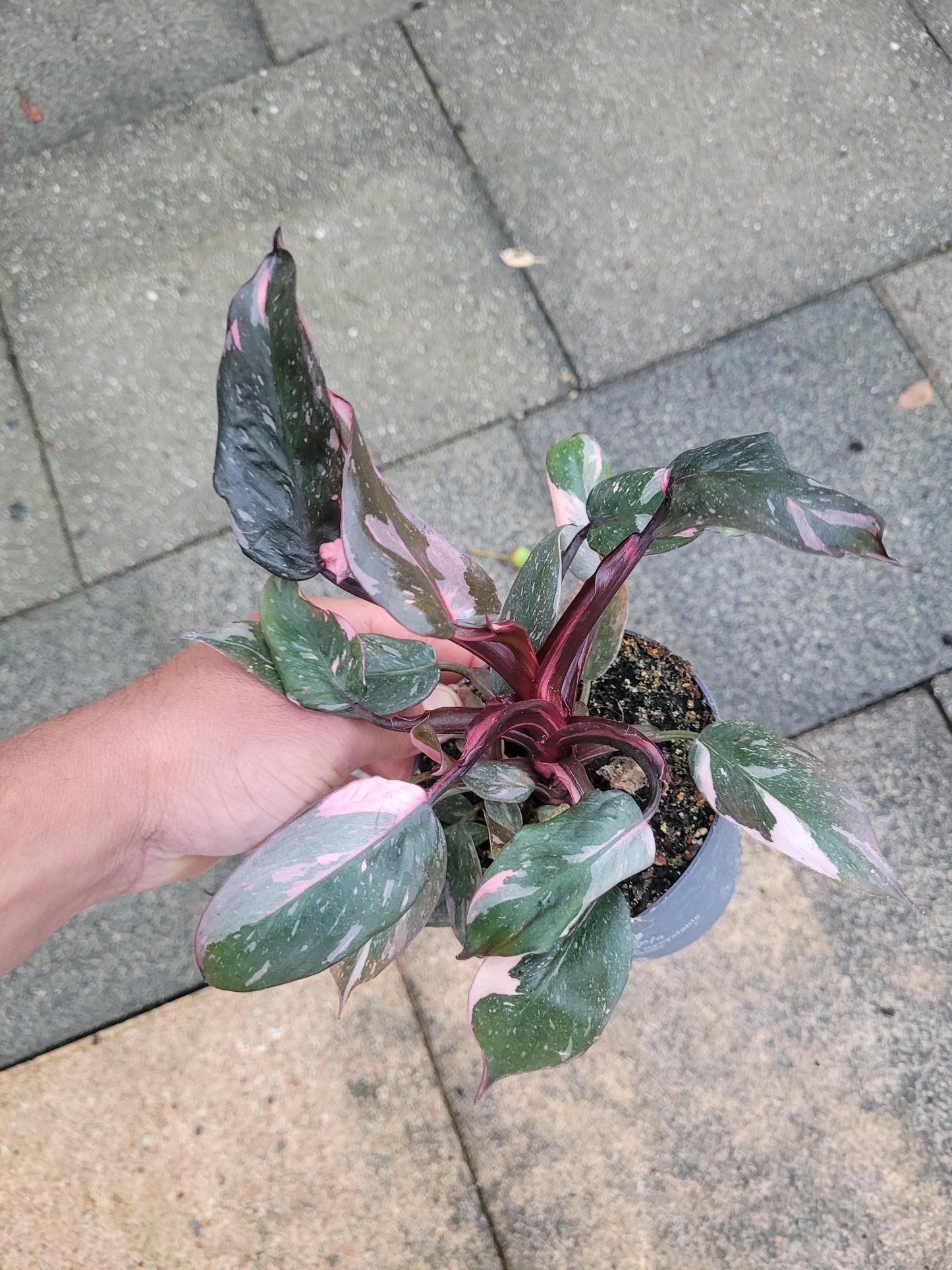 Philodendron Pink Princess