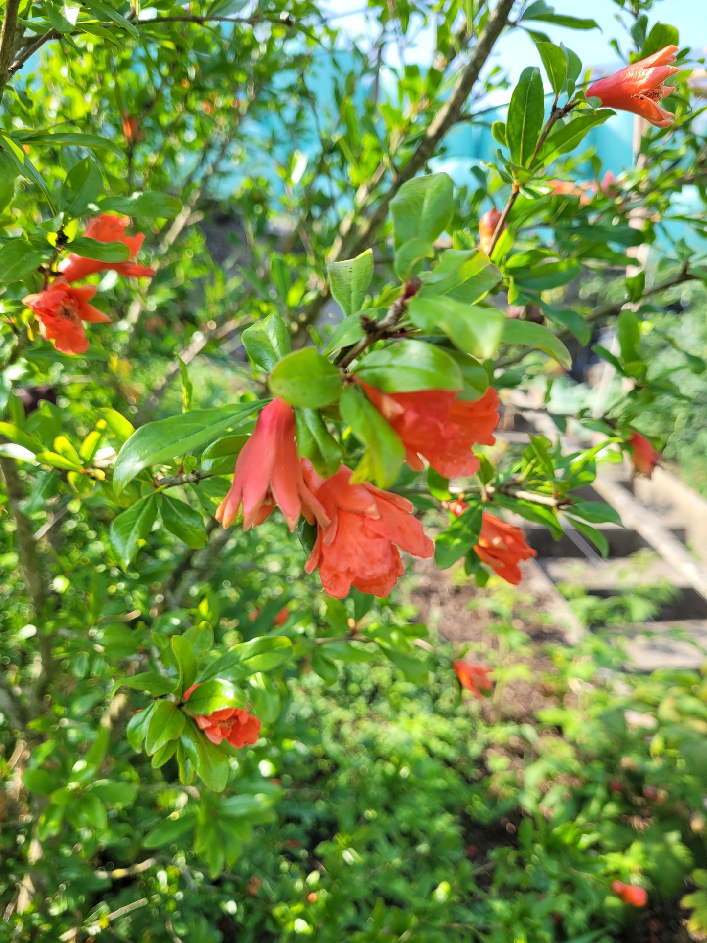 Punica granatum Winterhart