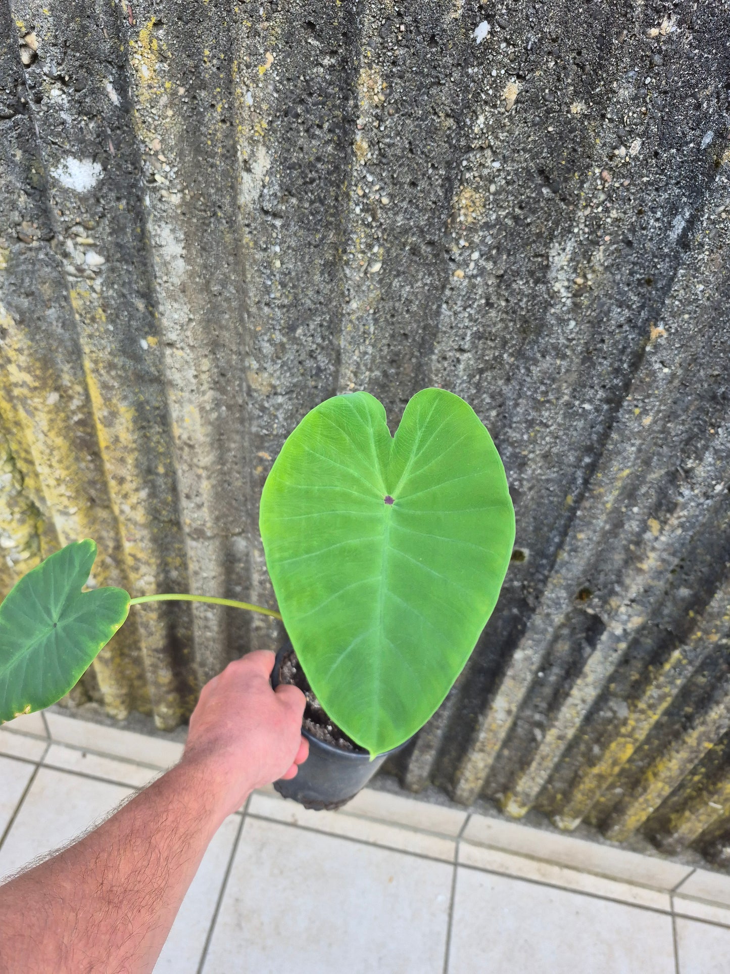 Colocasia Queen of Phoenix