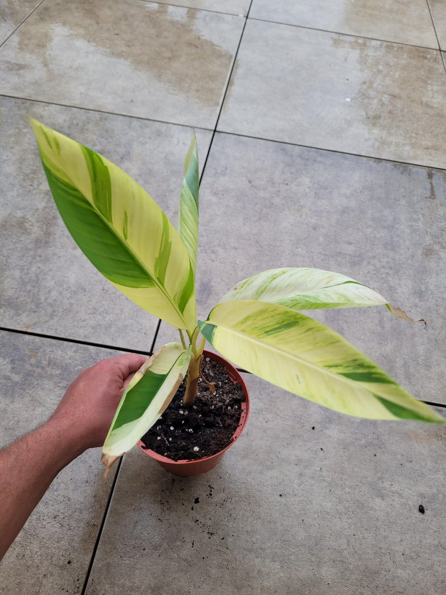 Musa papua Yellow Variegata