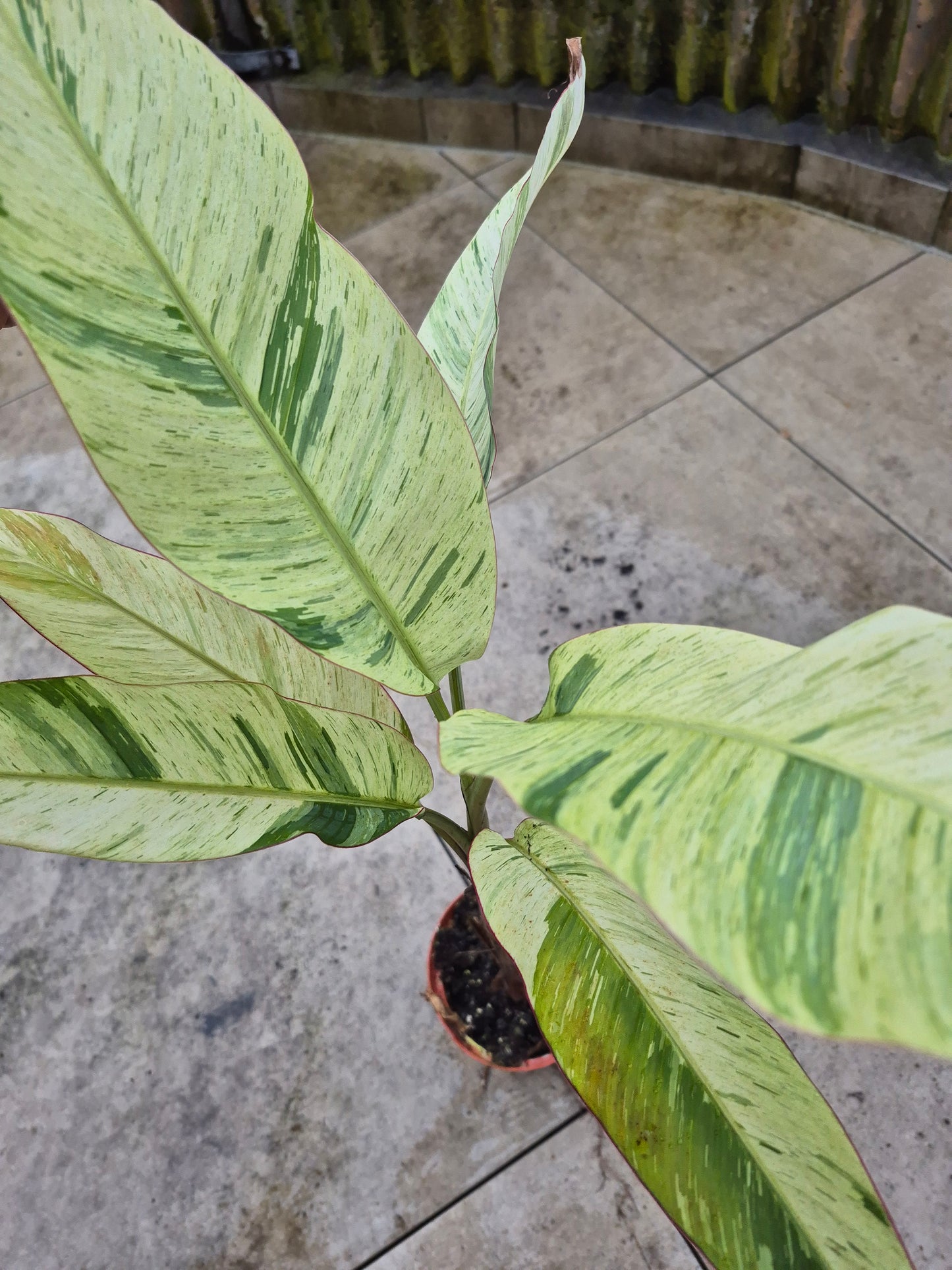 Musa acuminata Mint variegata