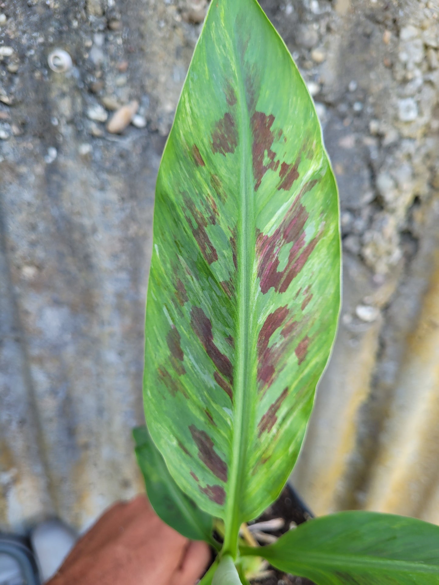 Musa Satoon variegata