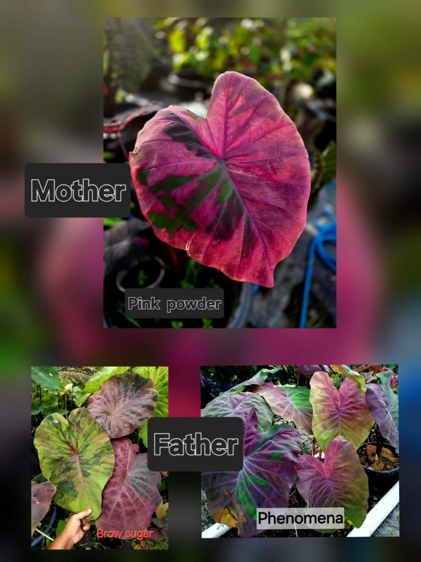 Colocasia Variegata 15 Samen